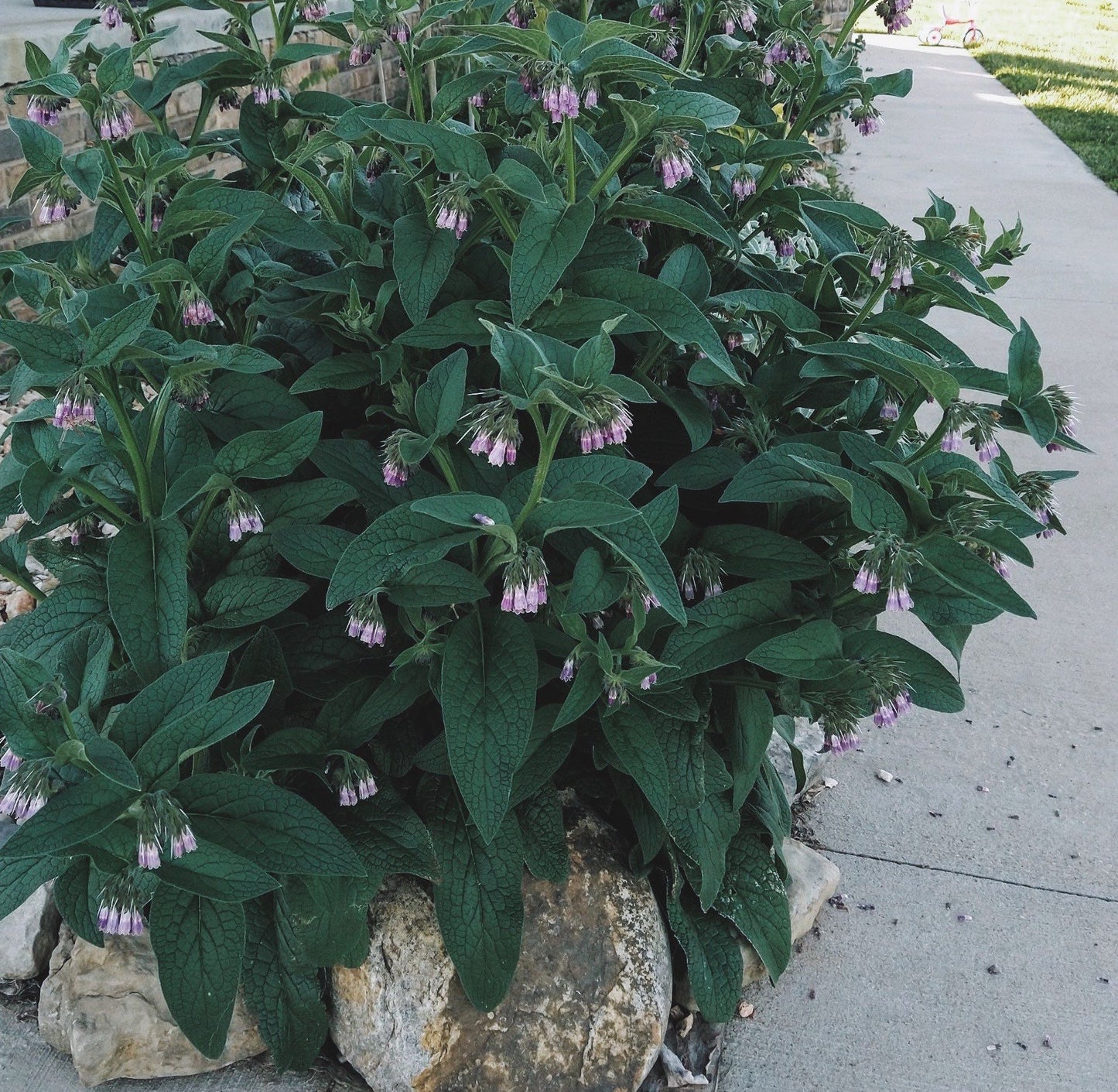 Dried Comfrey Leaves