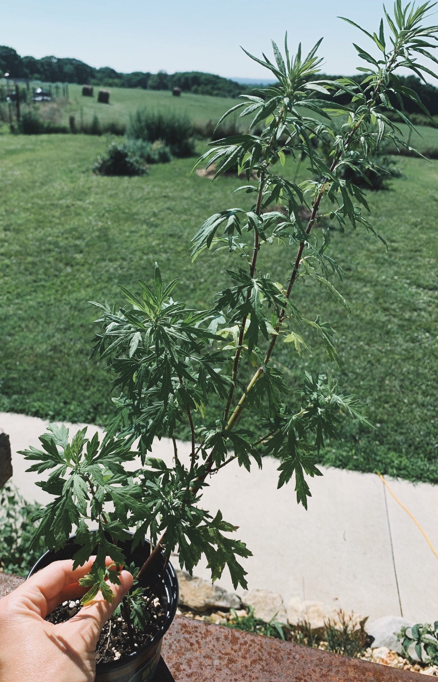 Mugwort Live Plant