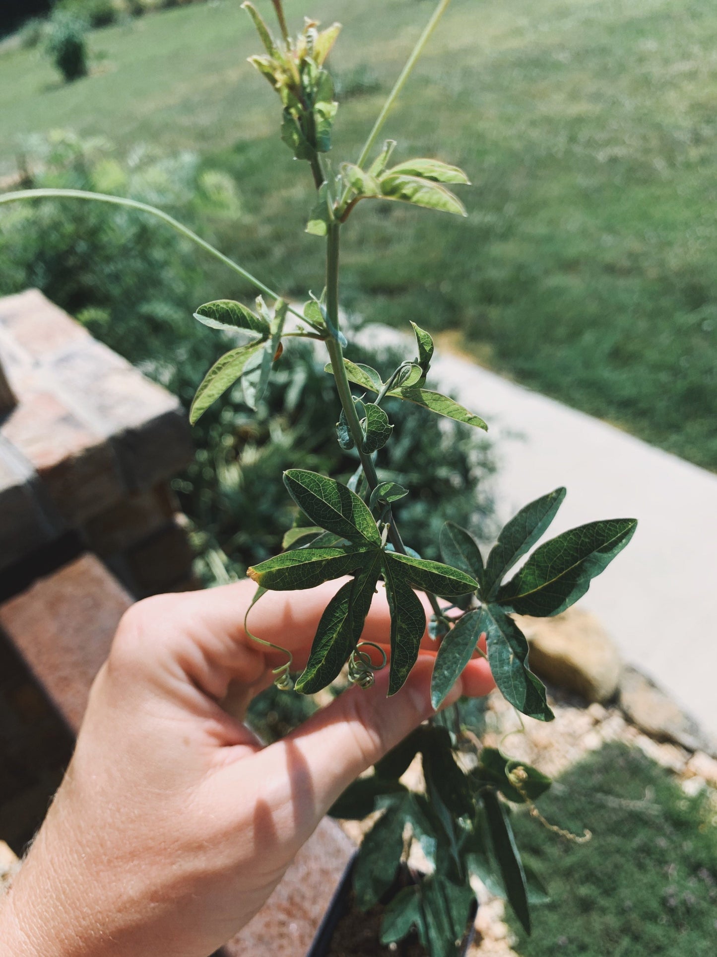 Passion Flower Plant