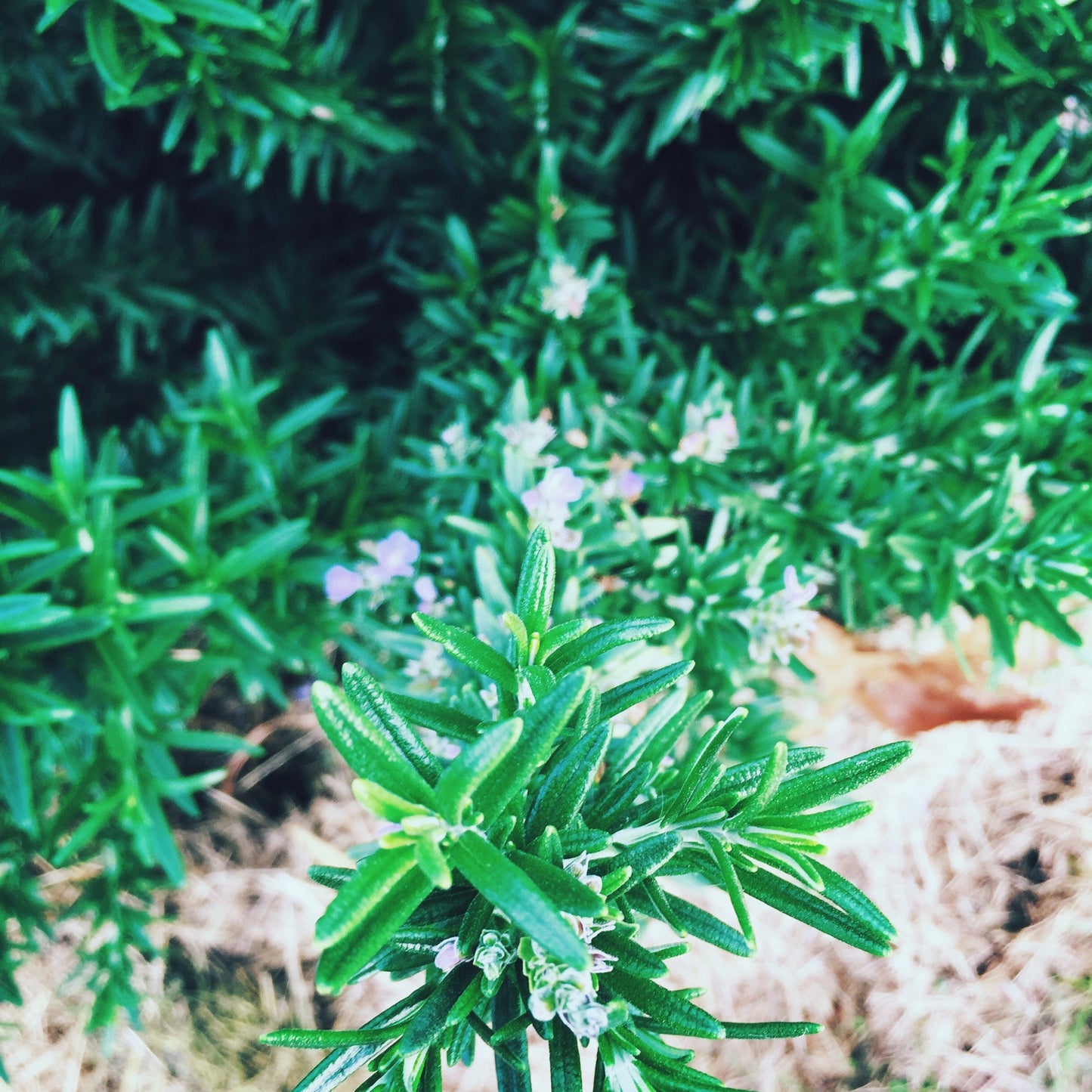 Happy Hippie Tincture