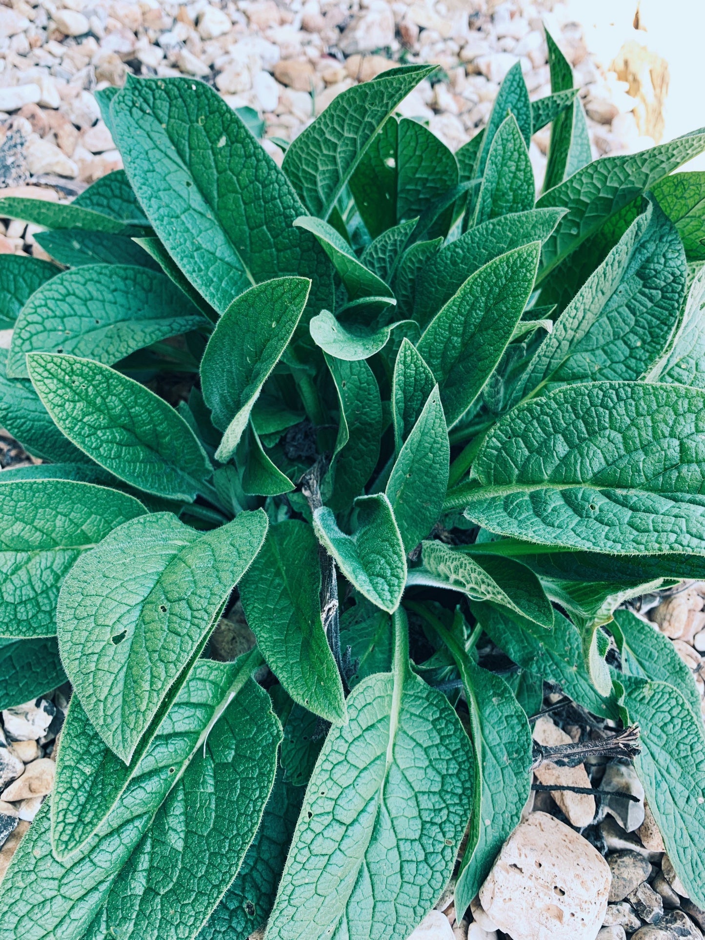 Dried Comfrey Leaves