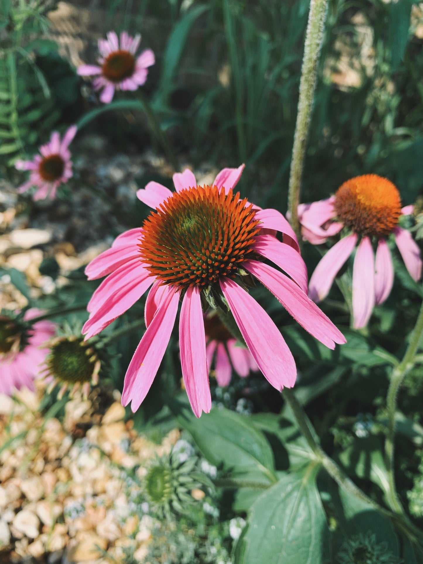 Immunity Balance Tincture