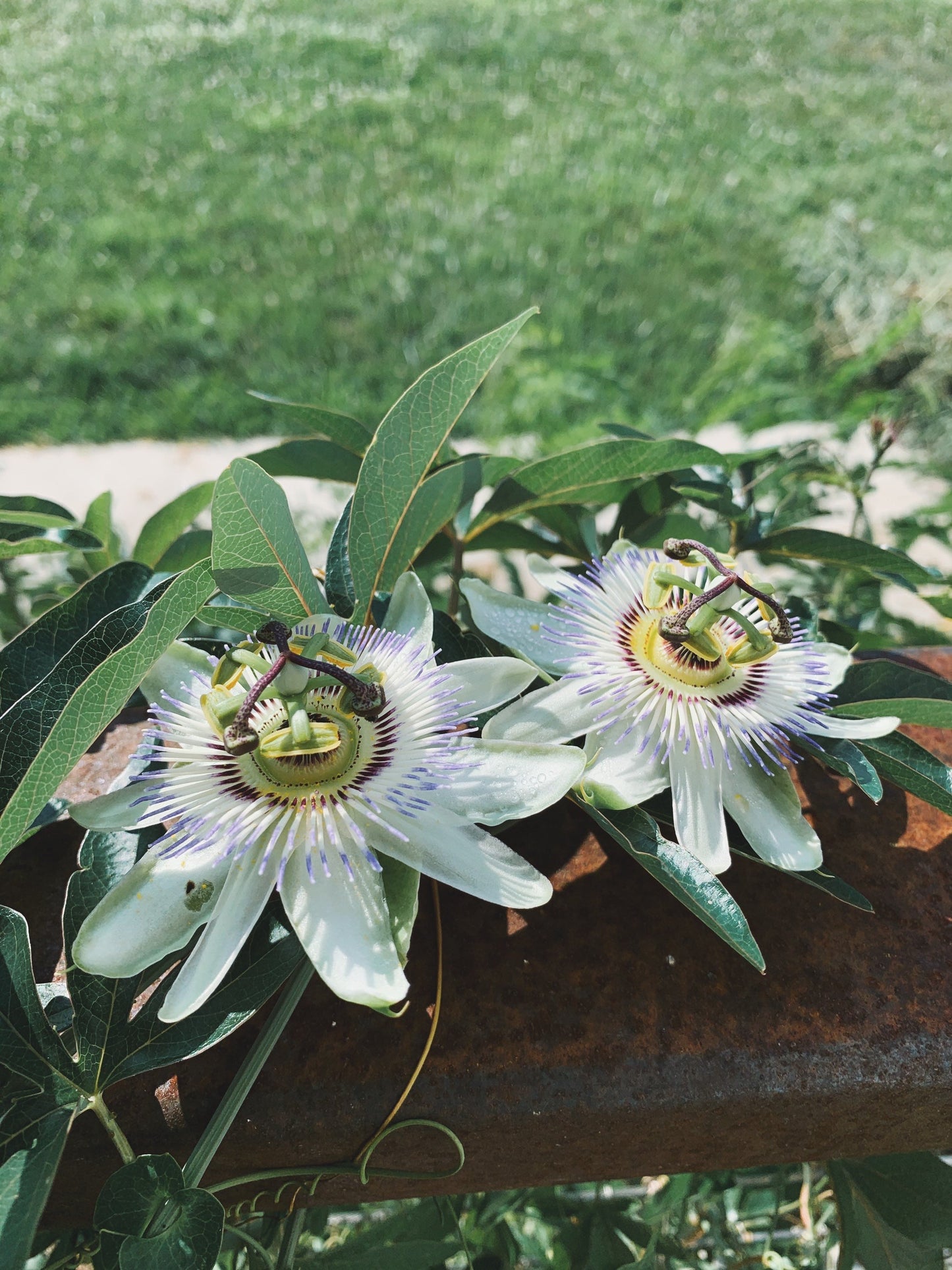 Healing Mother Tincture