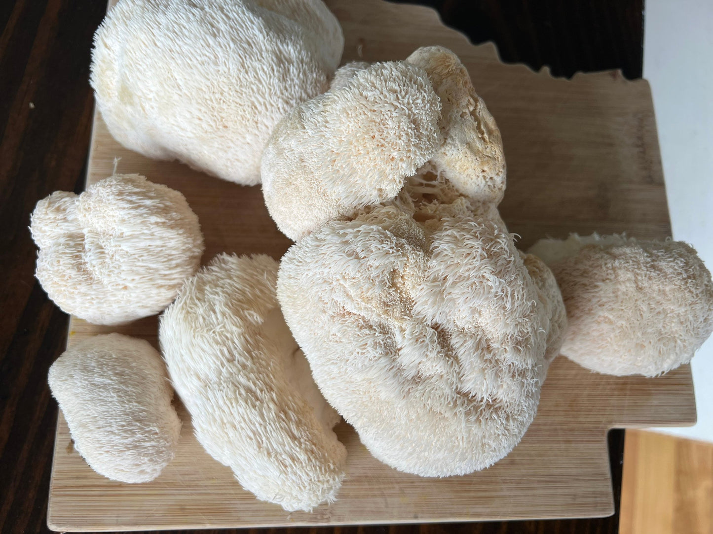 Lion’s Mane Extract