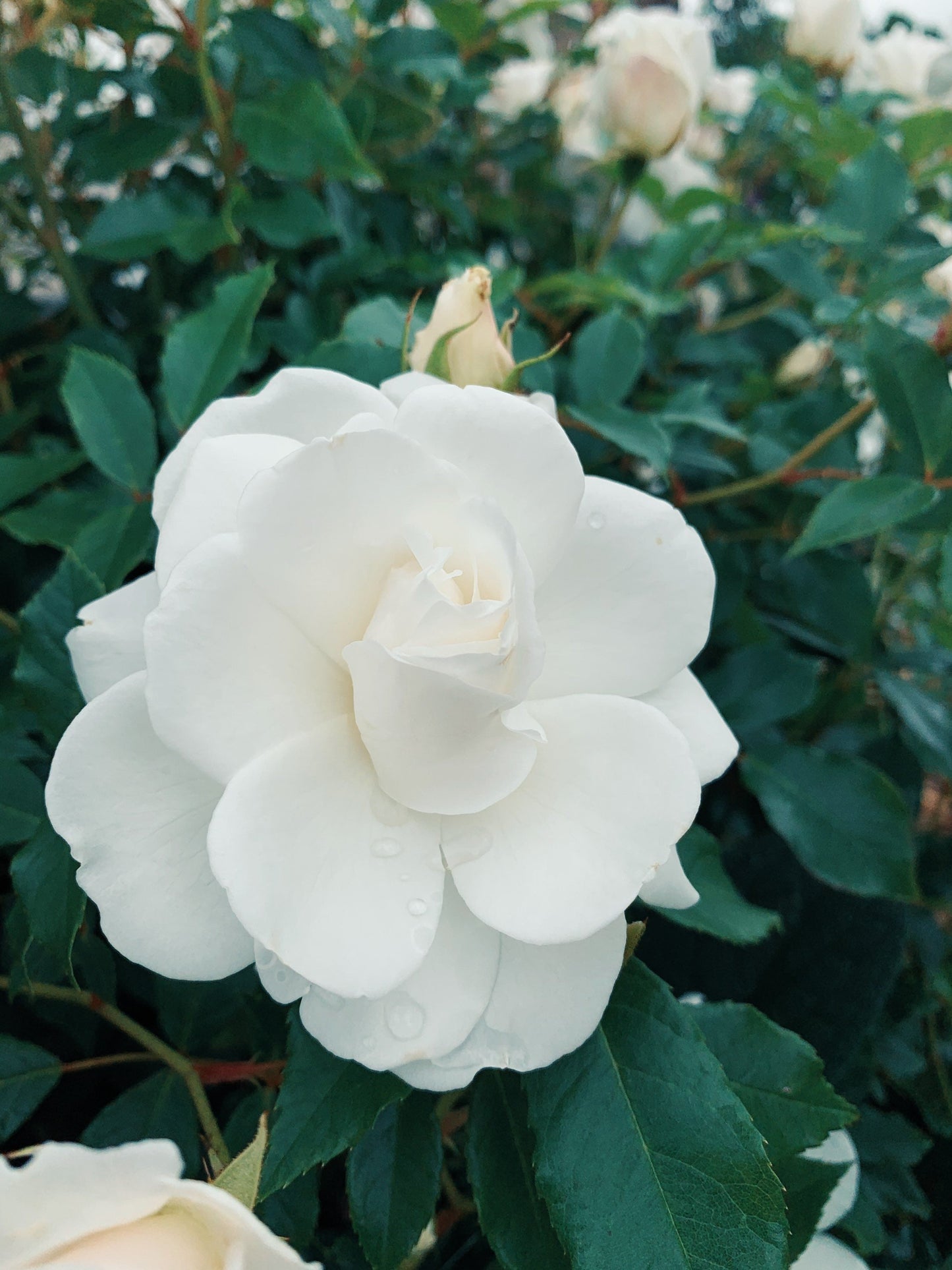 White Rose Flower Essence