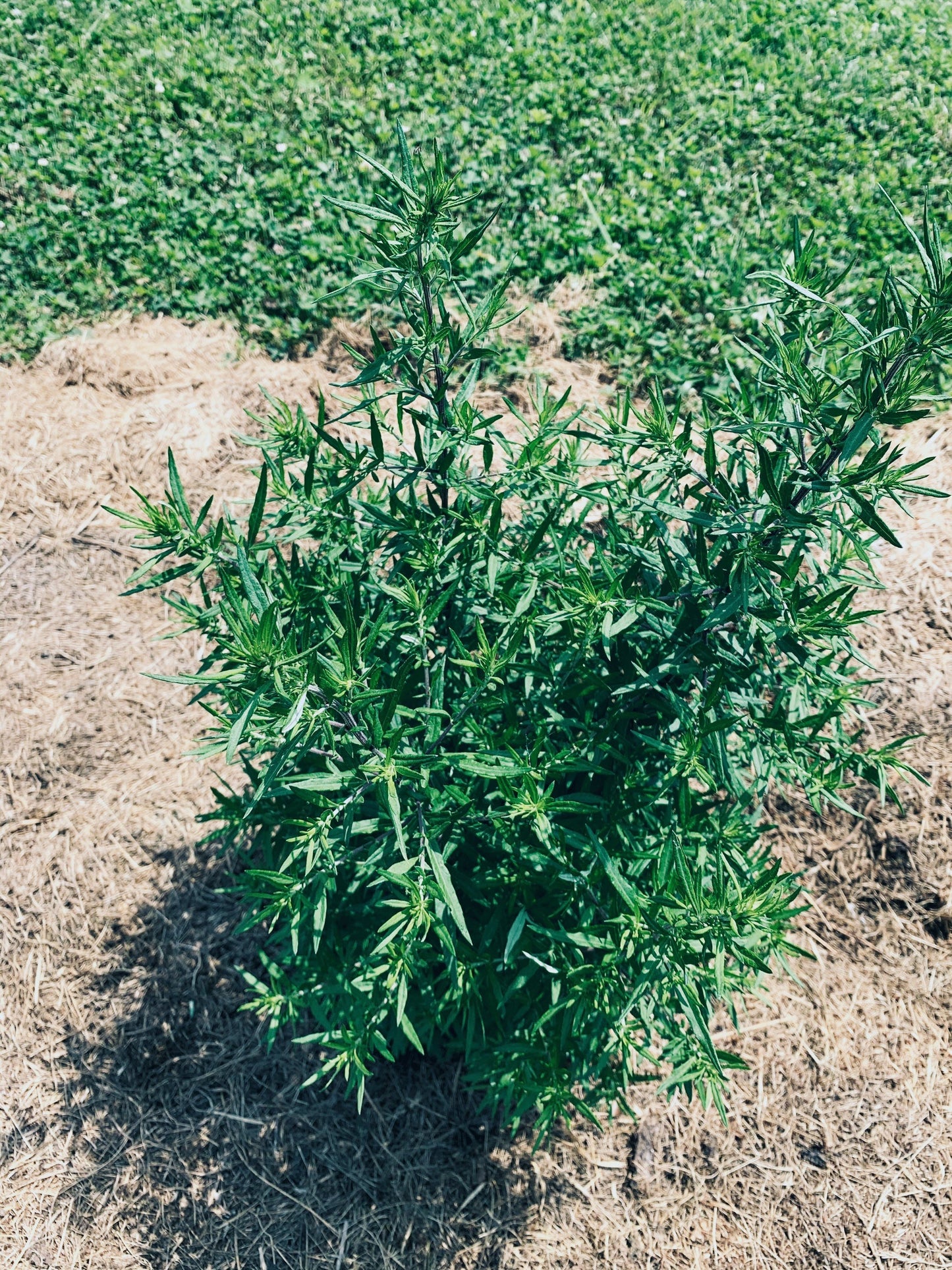 Mugwort Live Plant