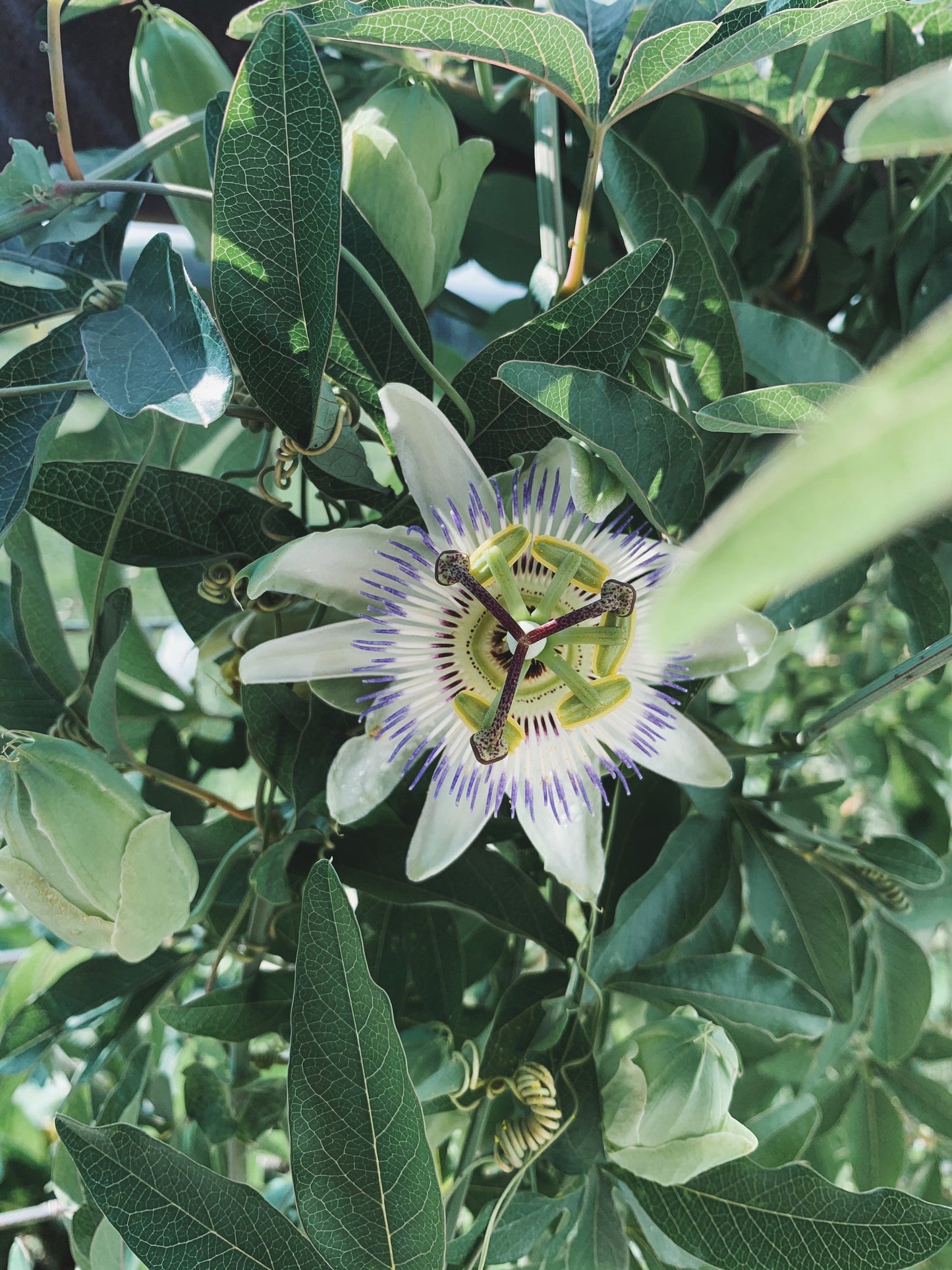 Healing Mother Tincture