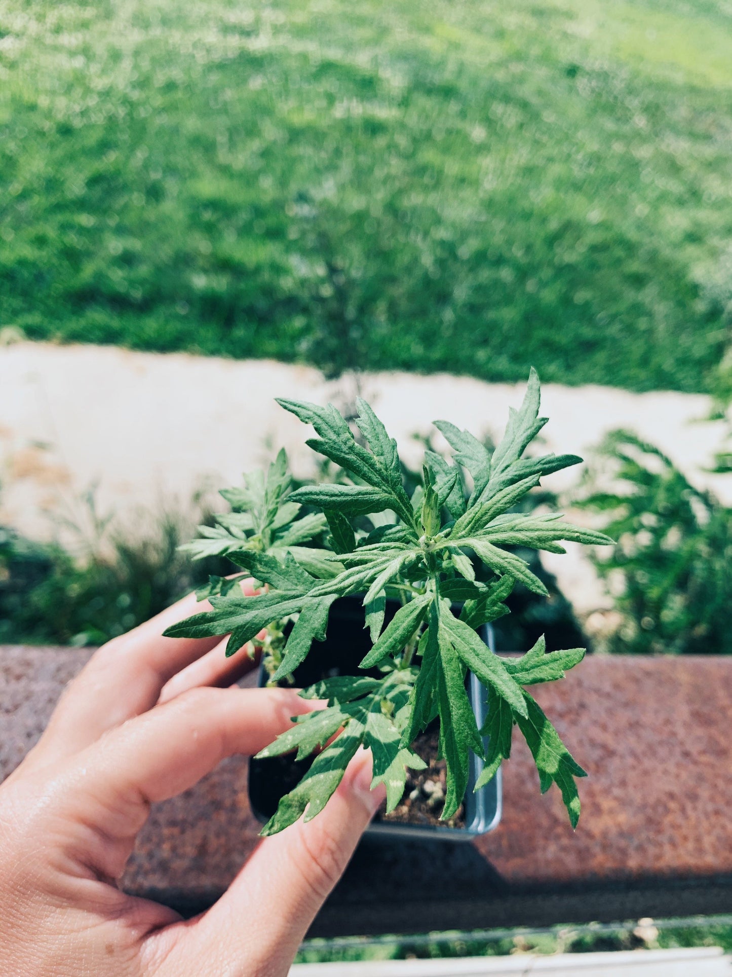 Mugwort Live Plant