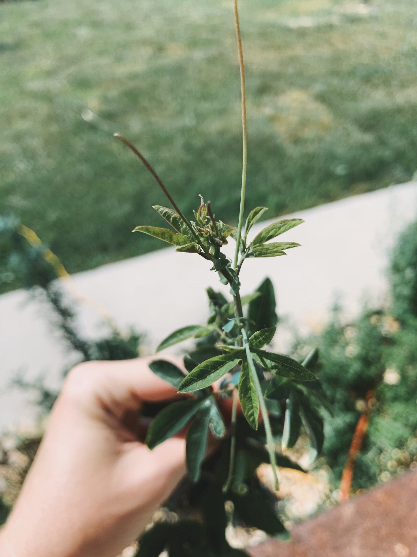 Passion Flower Plant