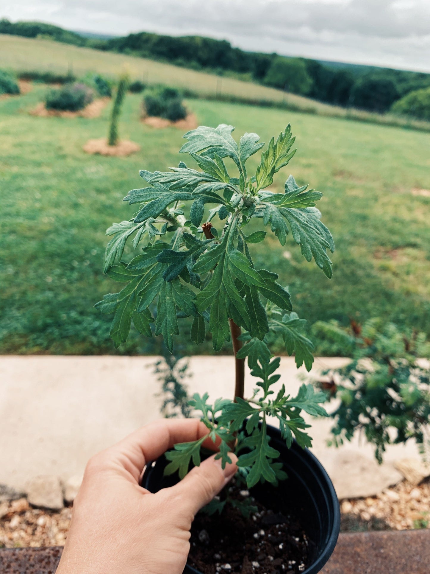 Mugwort Live Plant