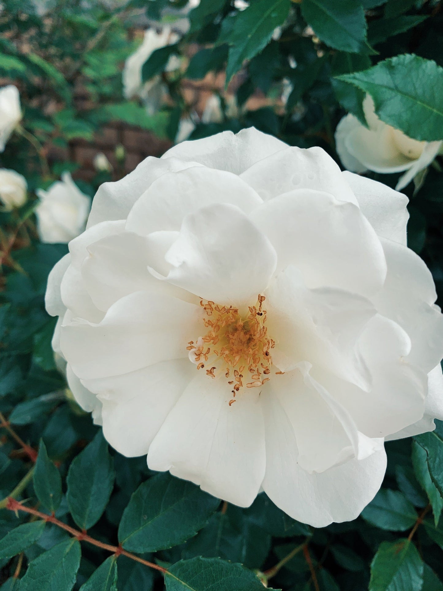 White Rose Flower Essence