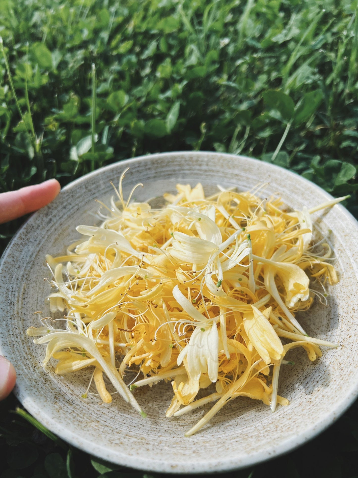 Honeysuckle Flower Essence