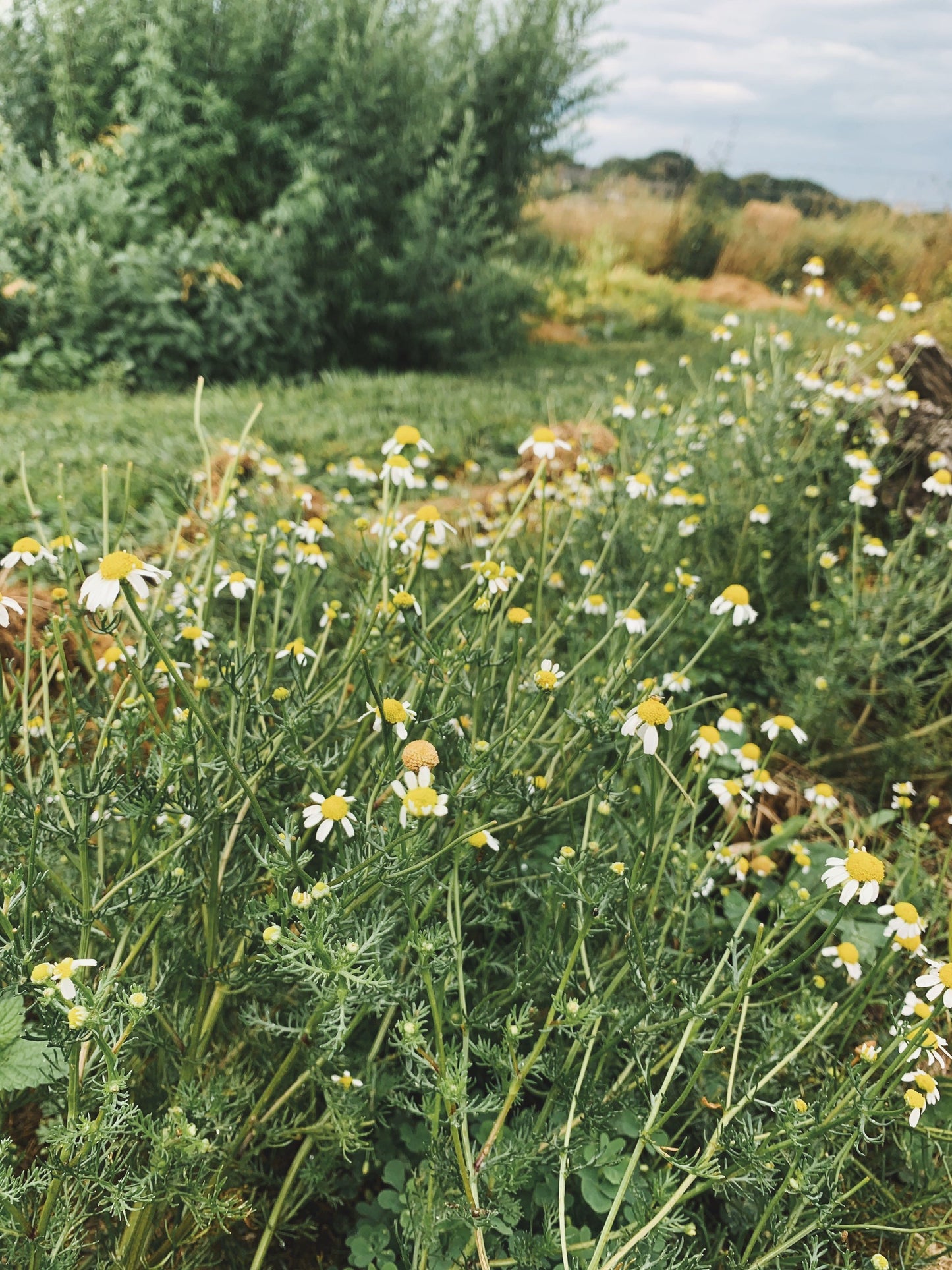 Gut Goodness Herbal Tea