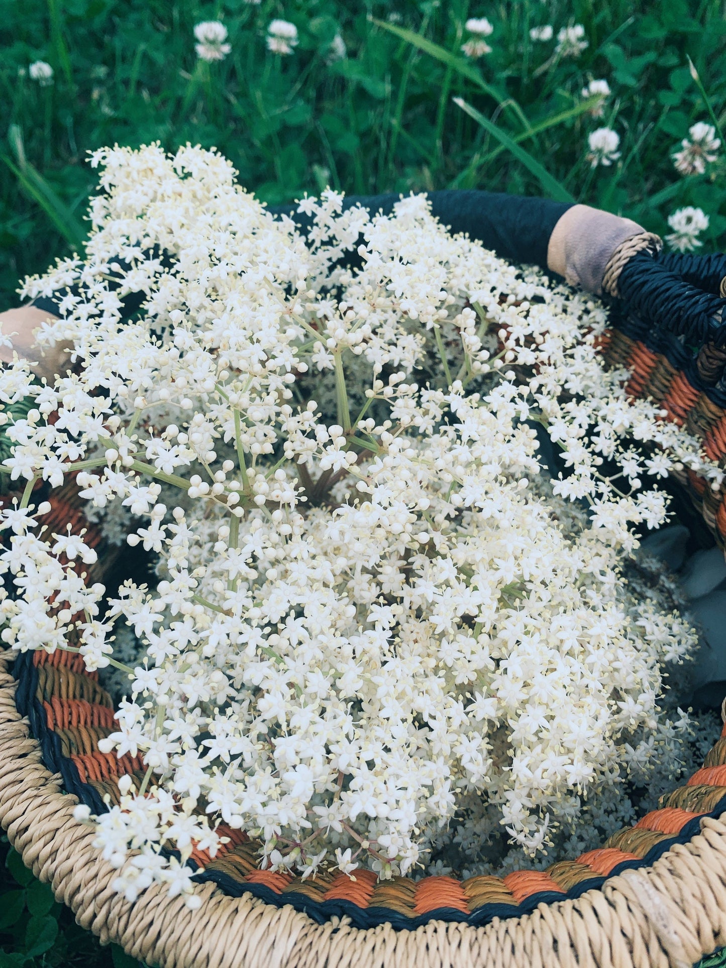Dried Elderflowers