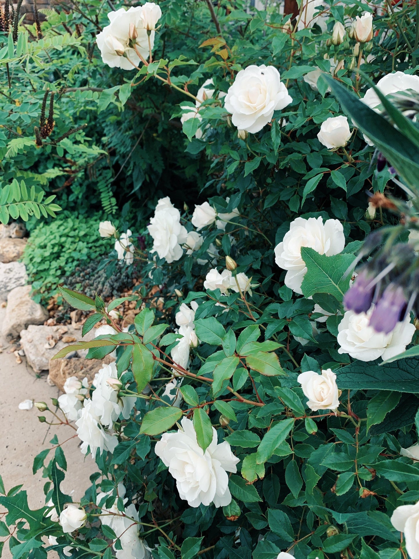 White Rose Flower Essence