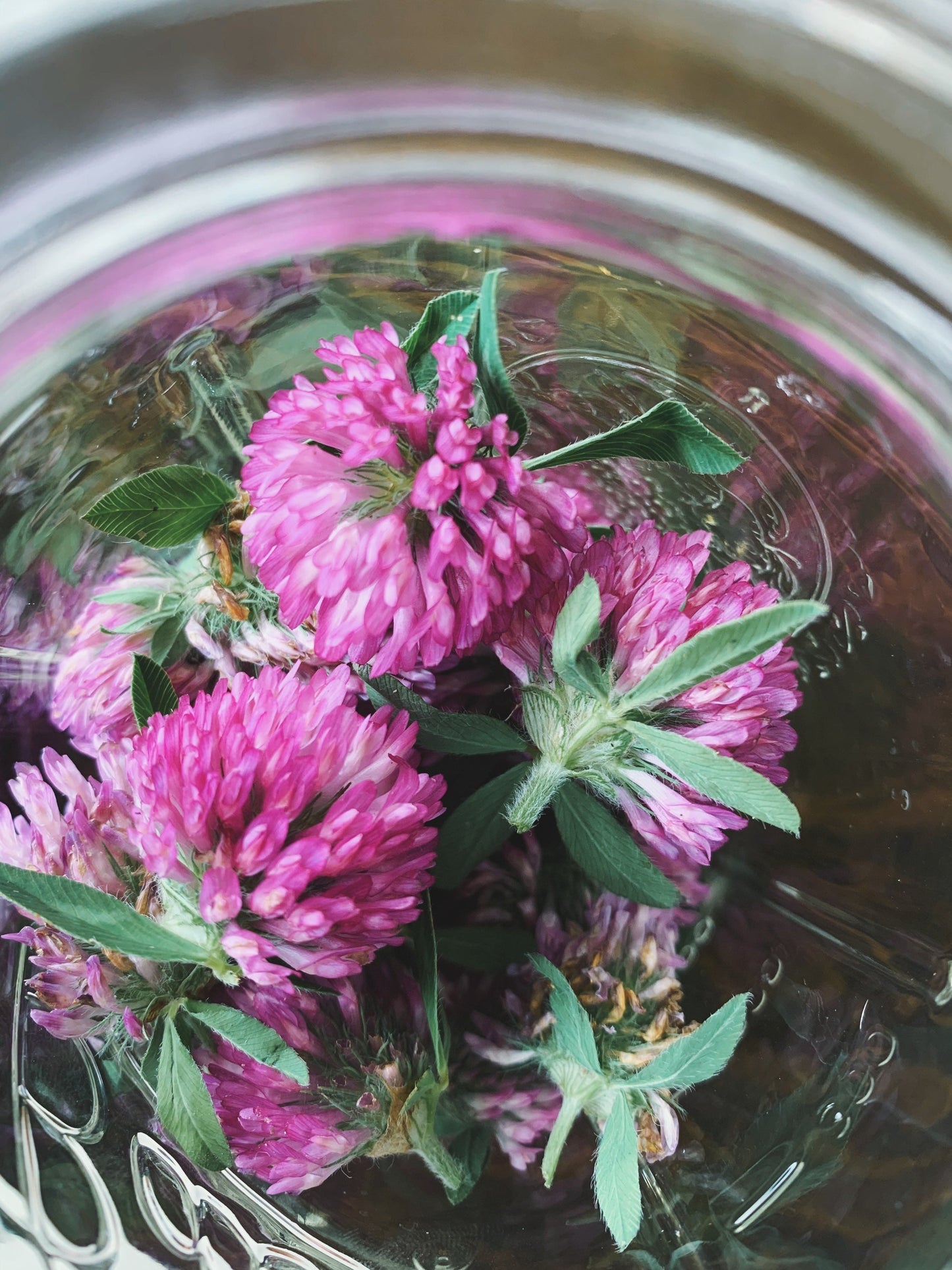 Red Clover Tincture