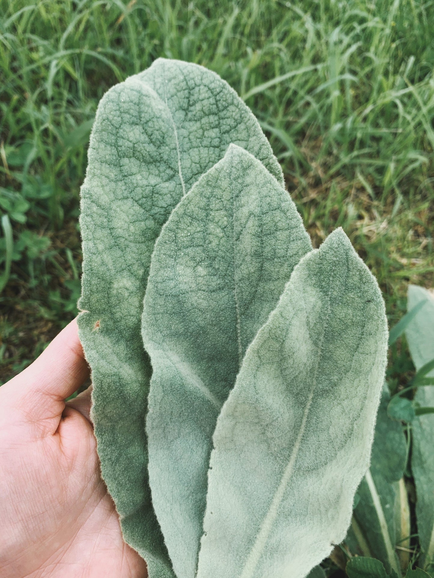 Dried Mullein Leaves
