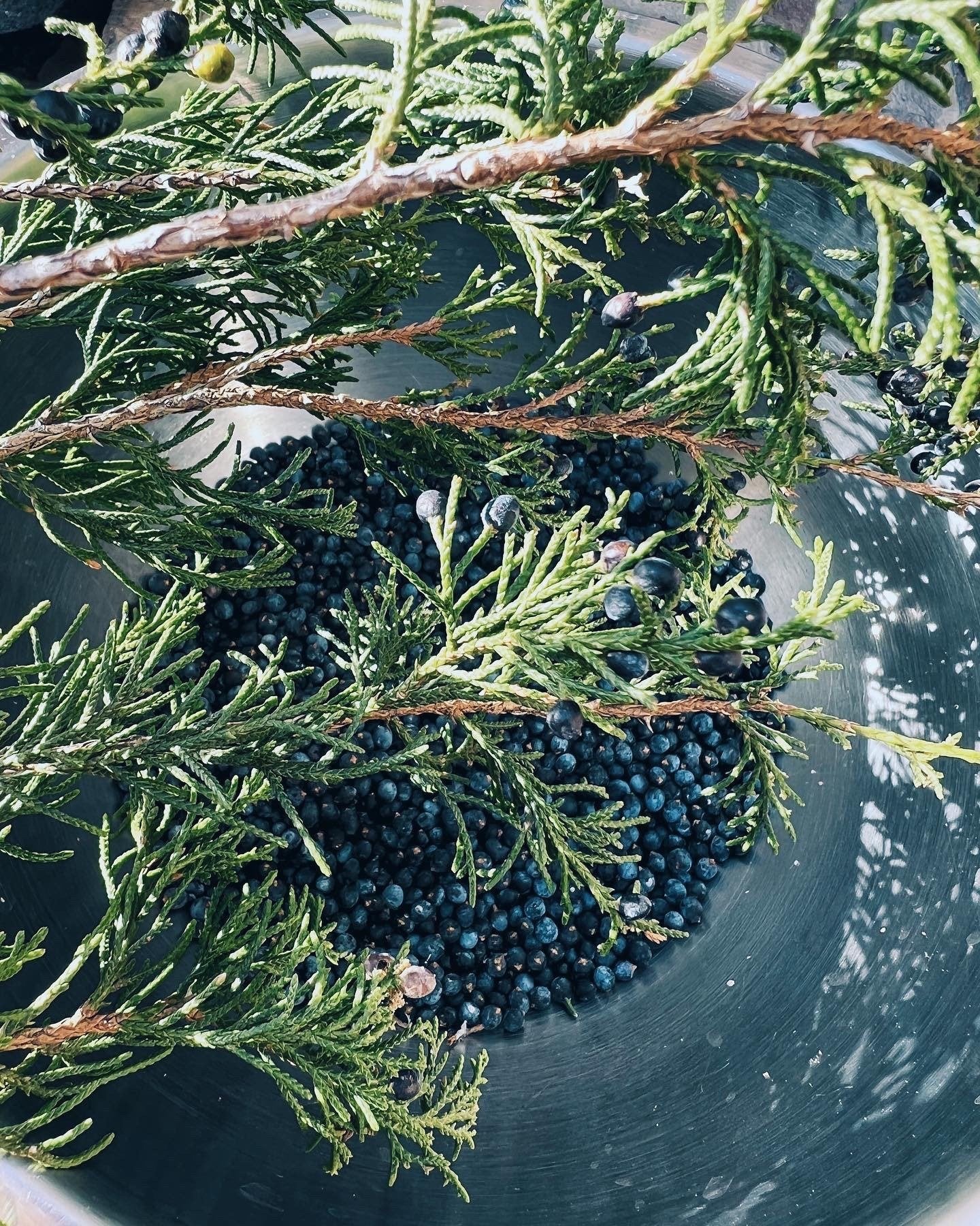 Juniper Berry Extract