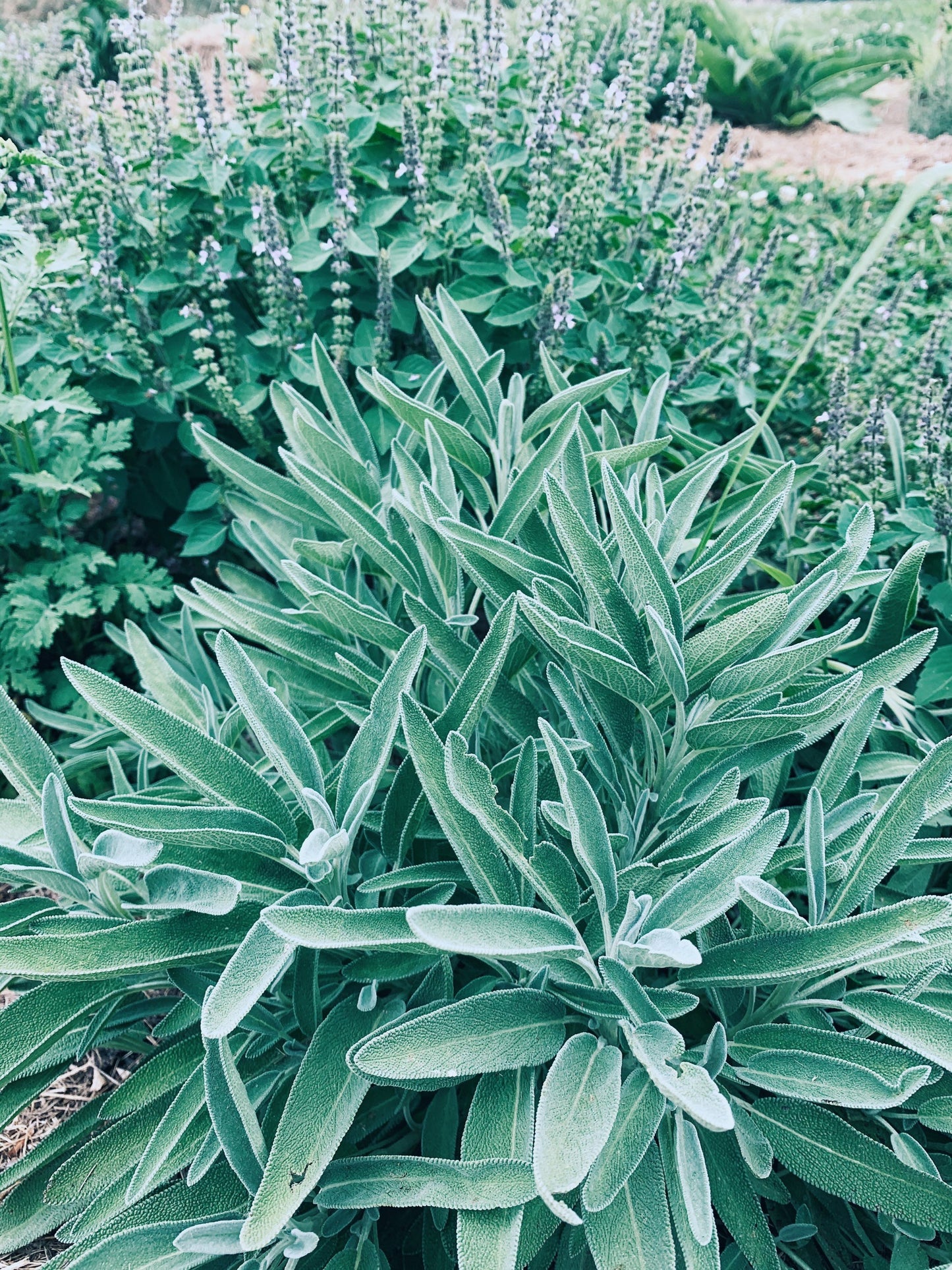 Mugwort Sage Smudge Stick