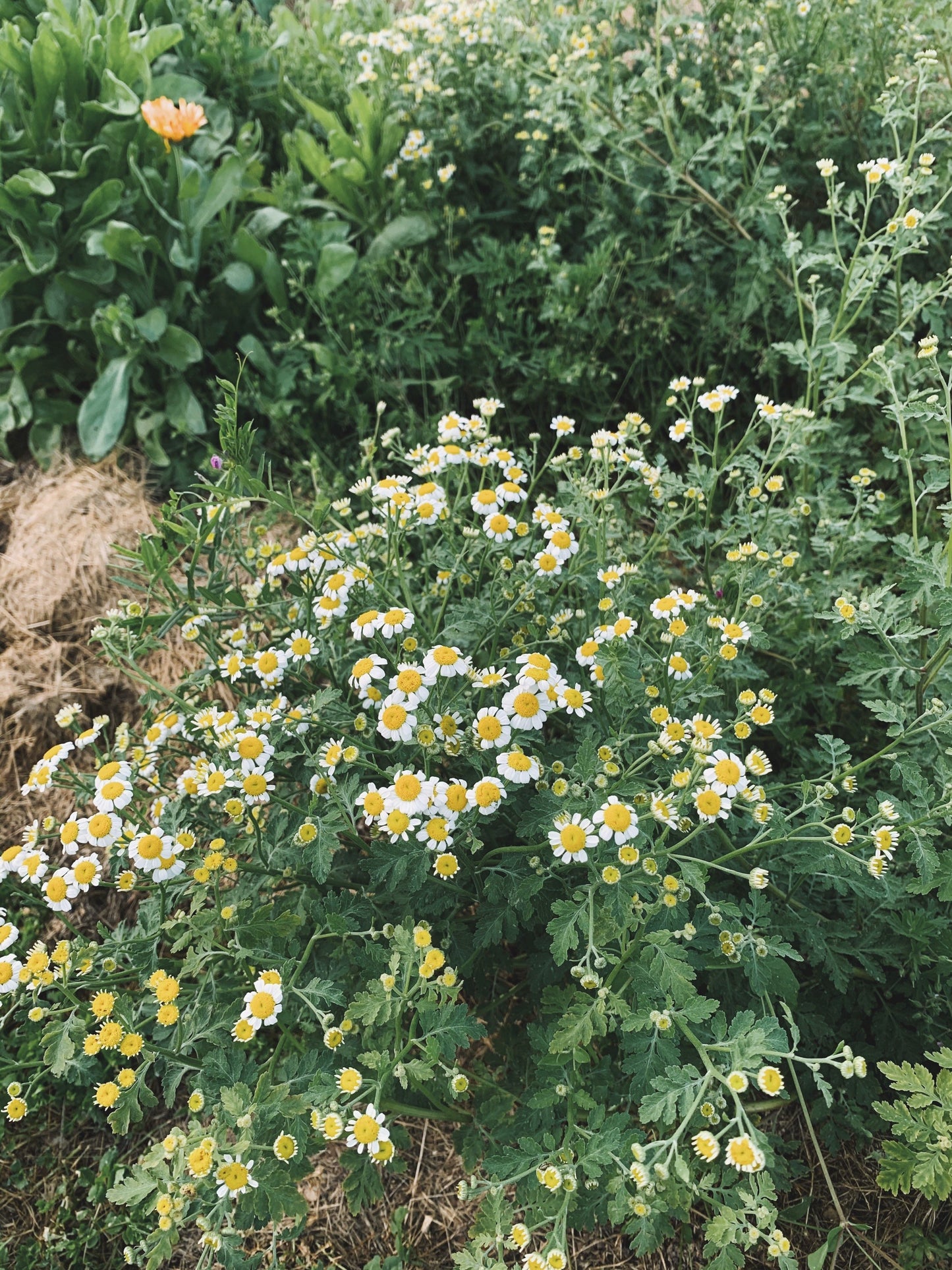 Dried Feverfew Flowers and Leaves