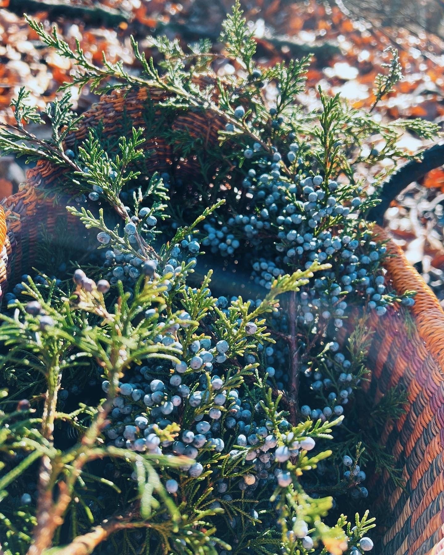 Juniper Berry Extract