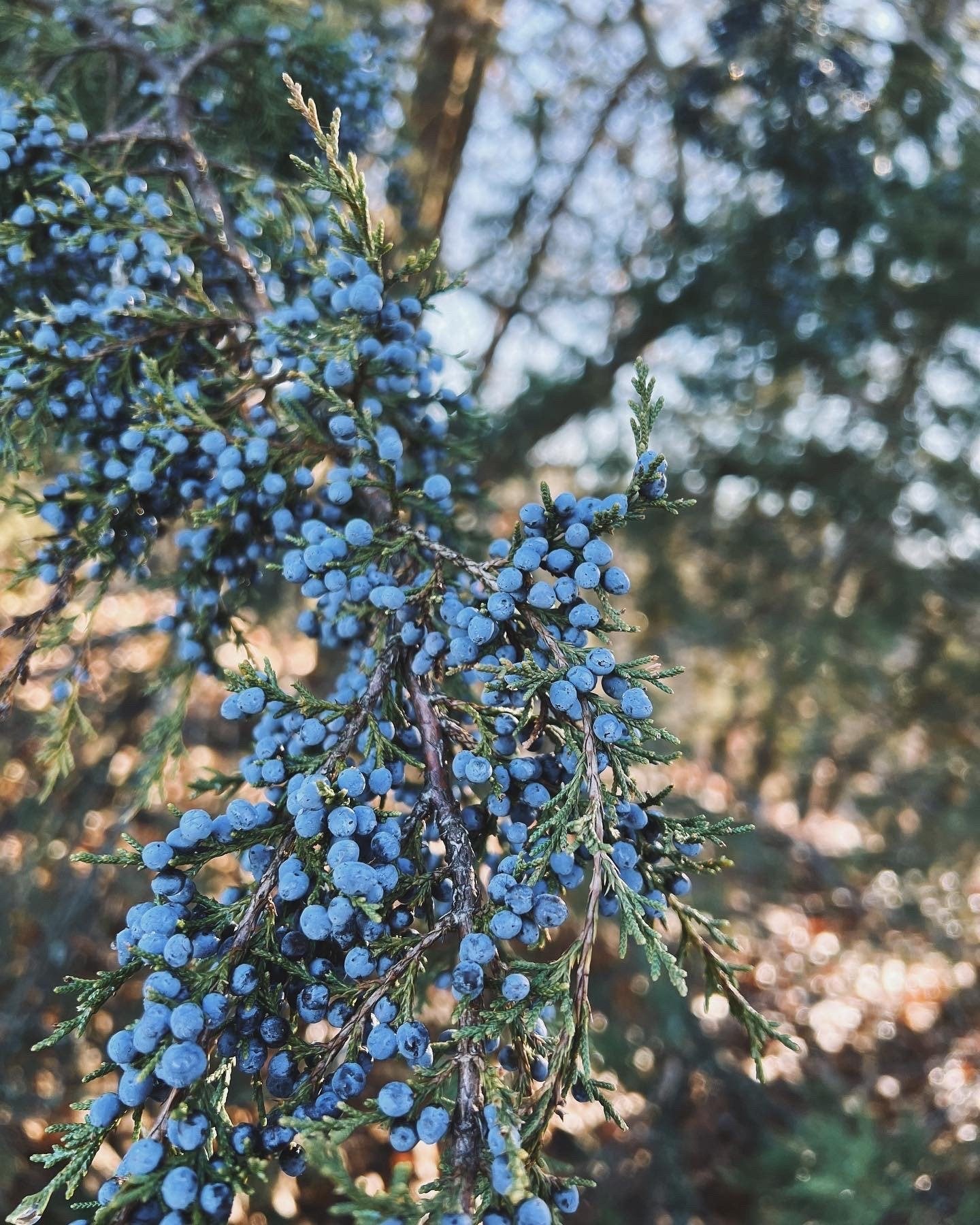 Juniper Berry Extract