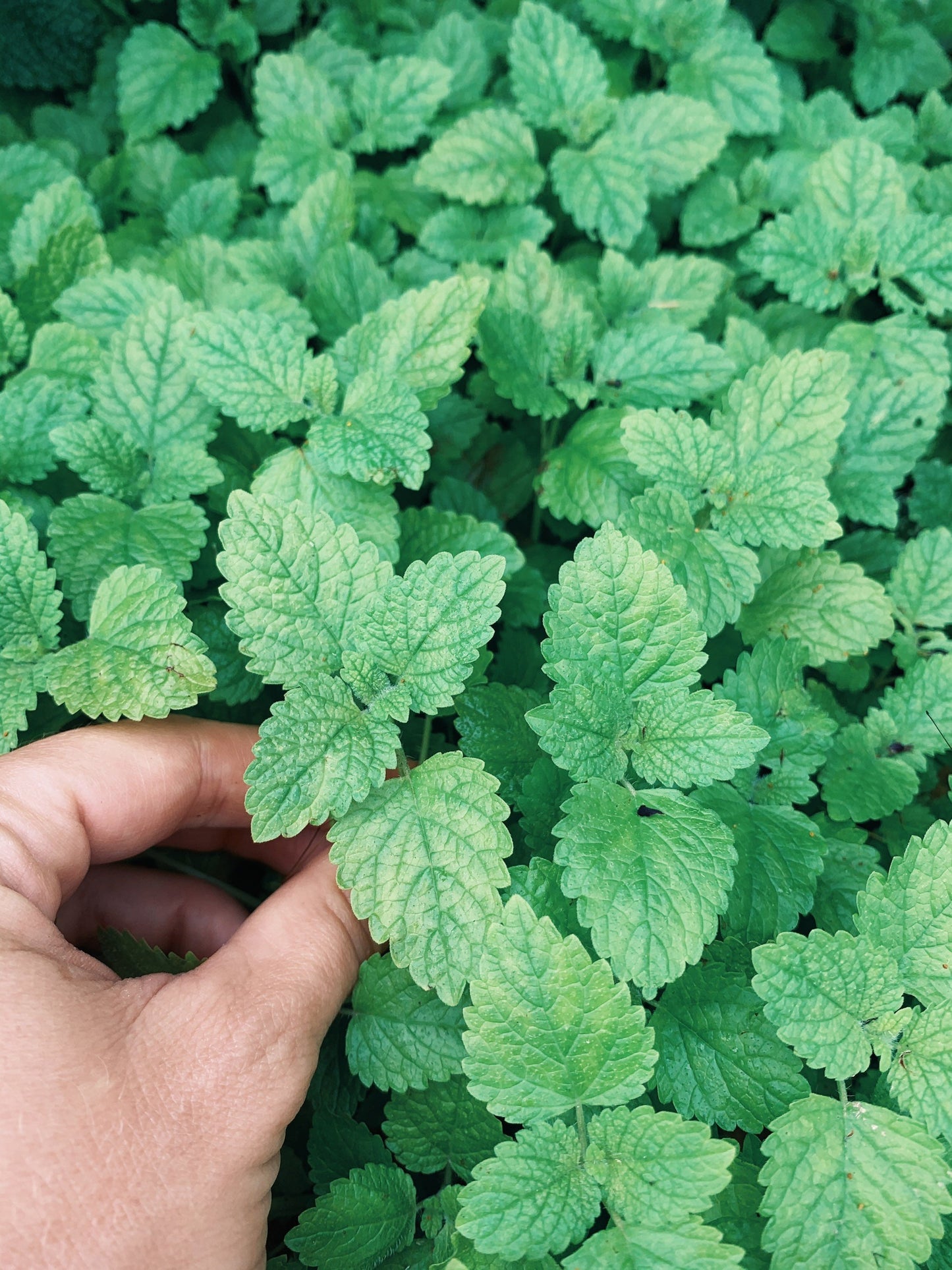 Gut Goodness Tincture