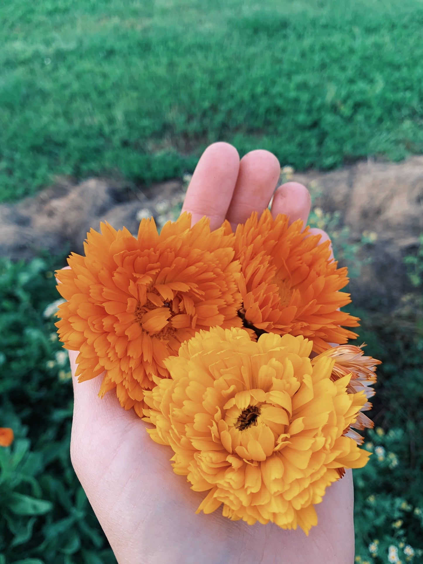 Dried Calendula Flowers