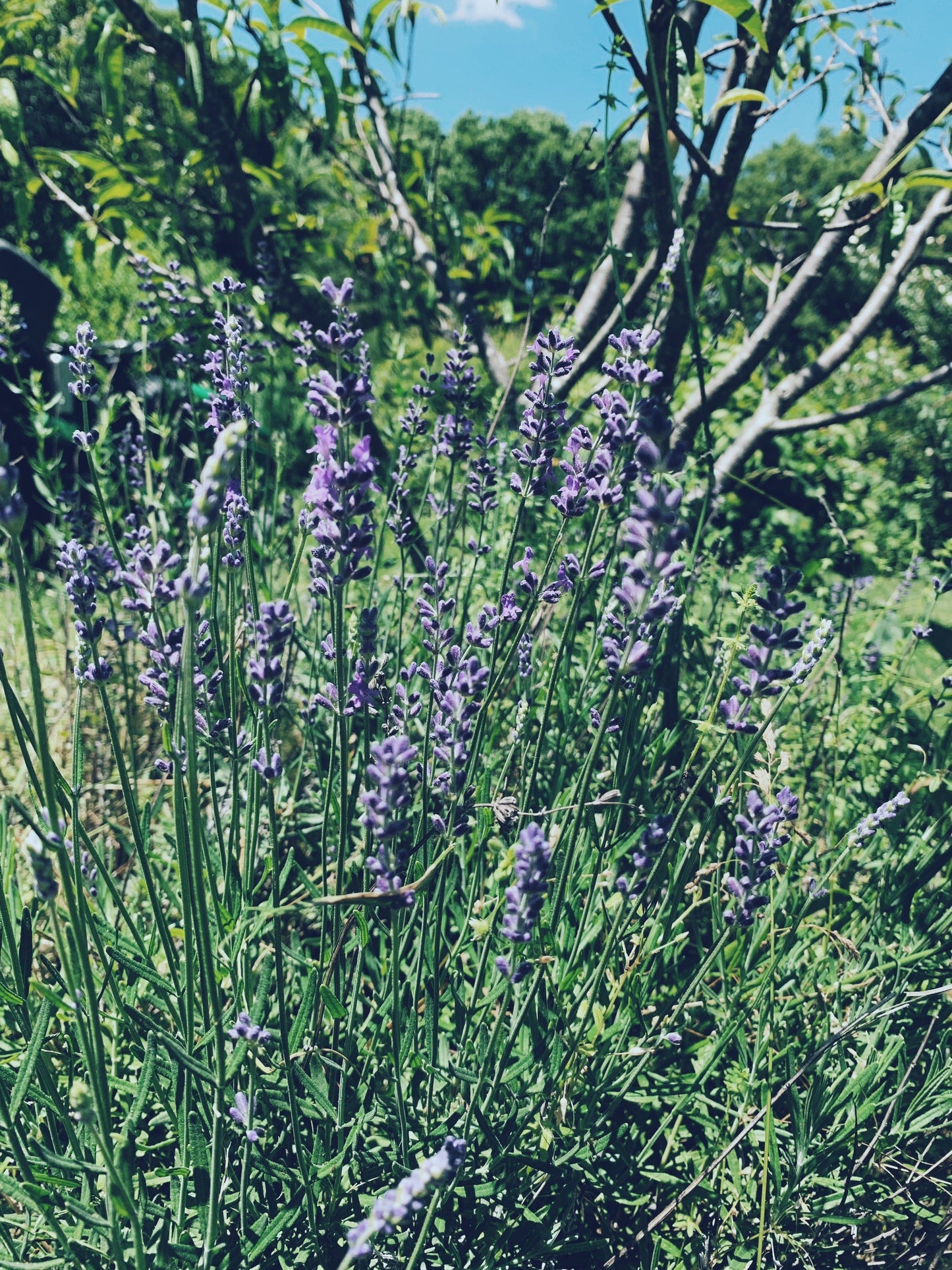 Mugwort Sage Smudge Stick