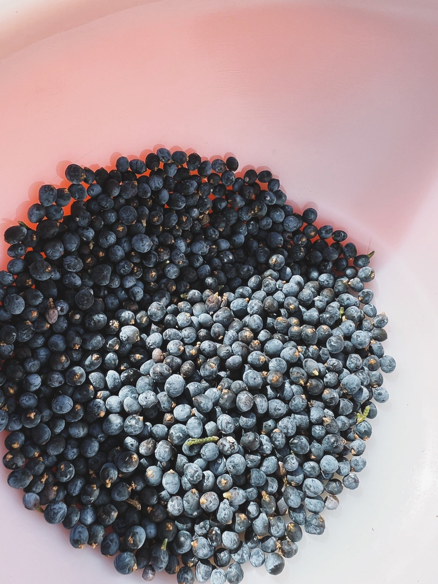 Juniper Berry Extract