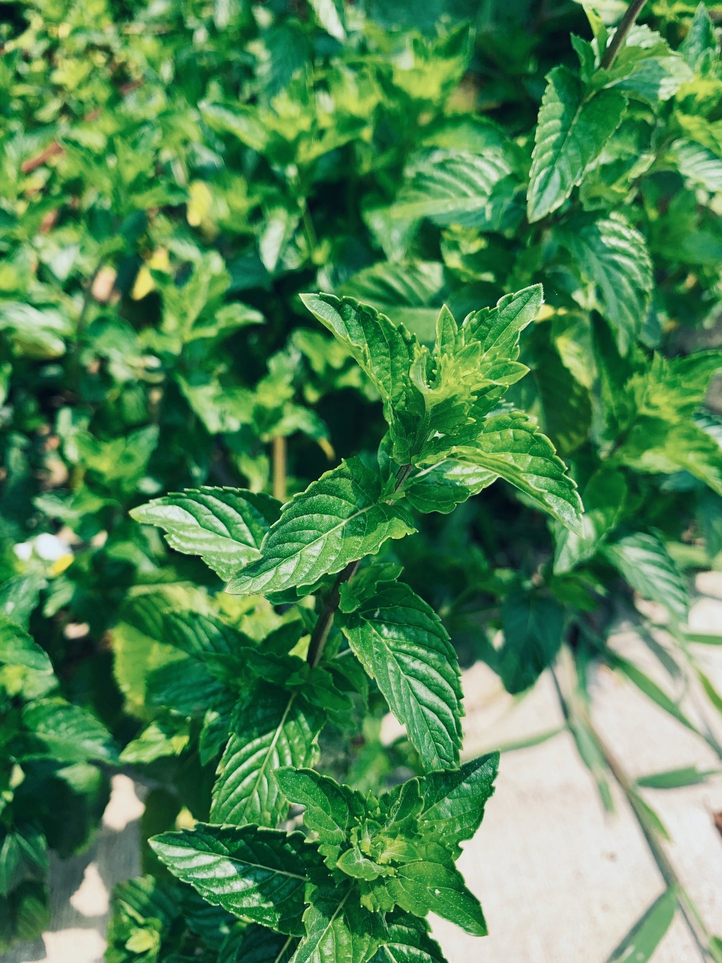 Gut Goodness Tincture