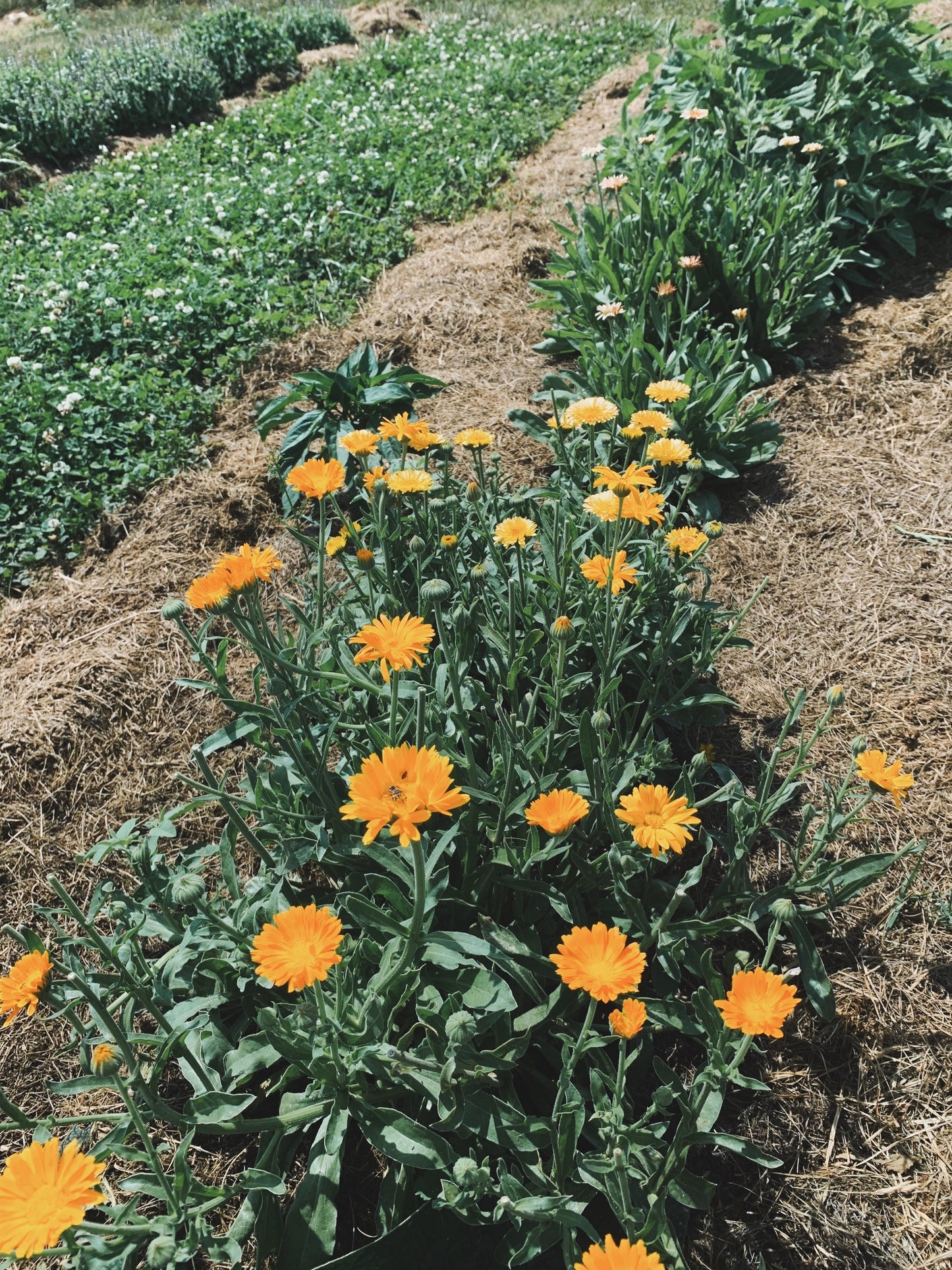 Dried Calendula Flowers