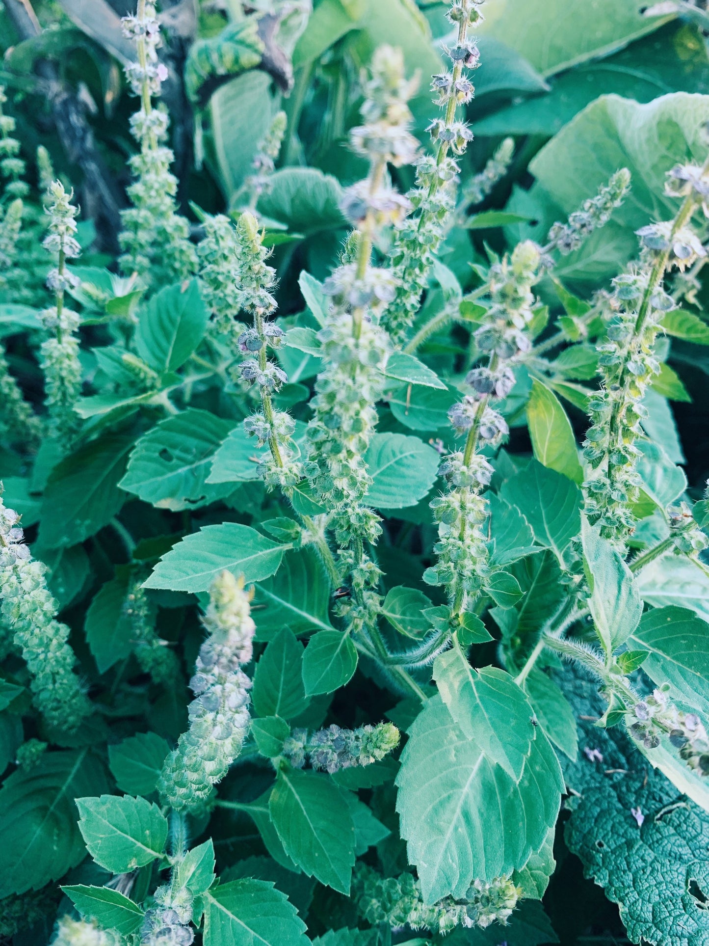 Dried Tulsi Leaves and Flowers