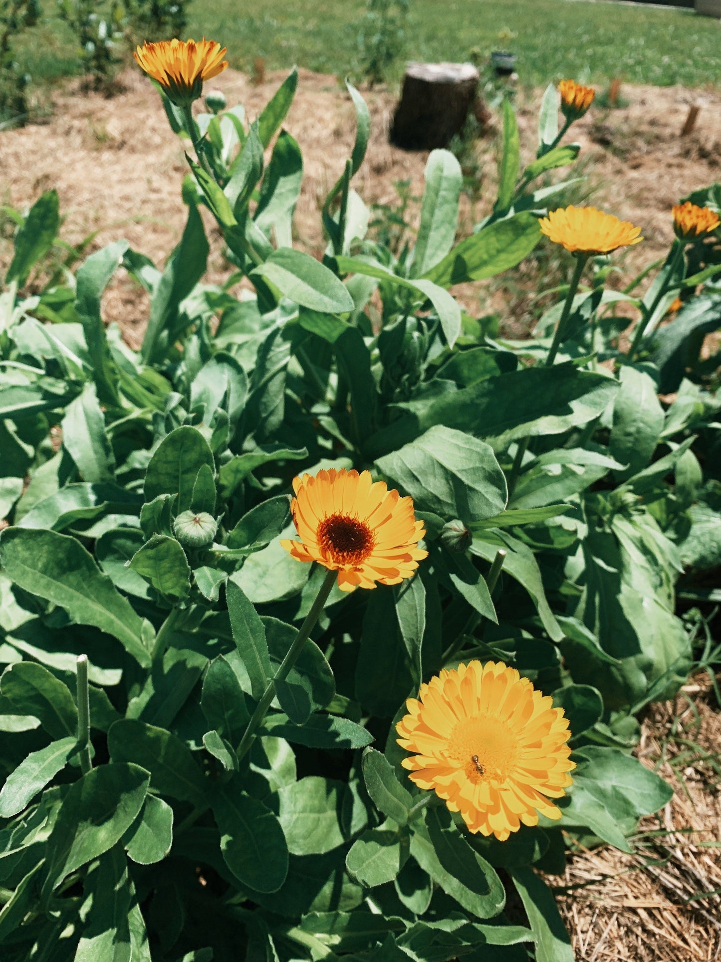 Dried Calendula Flowers