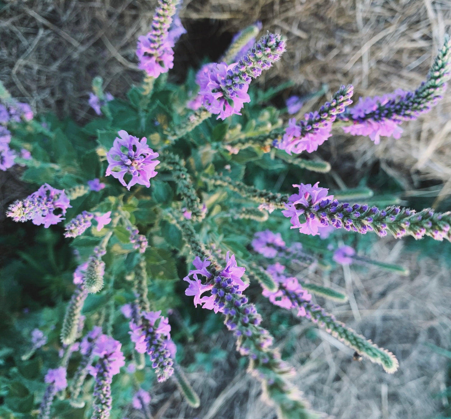 Headache Healer Tincture