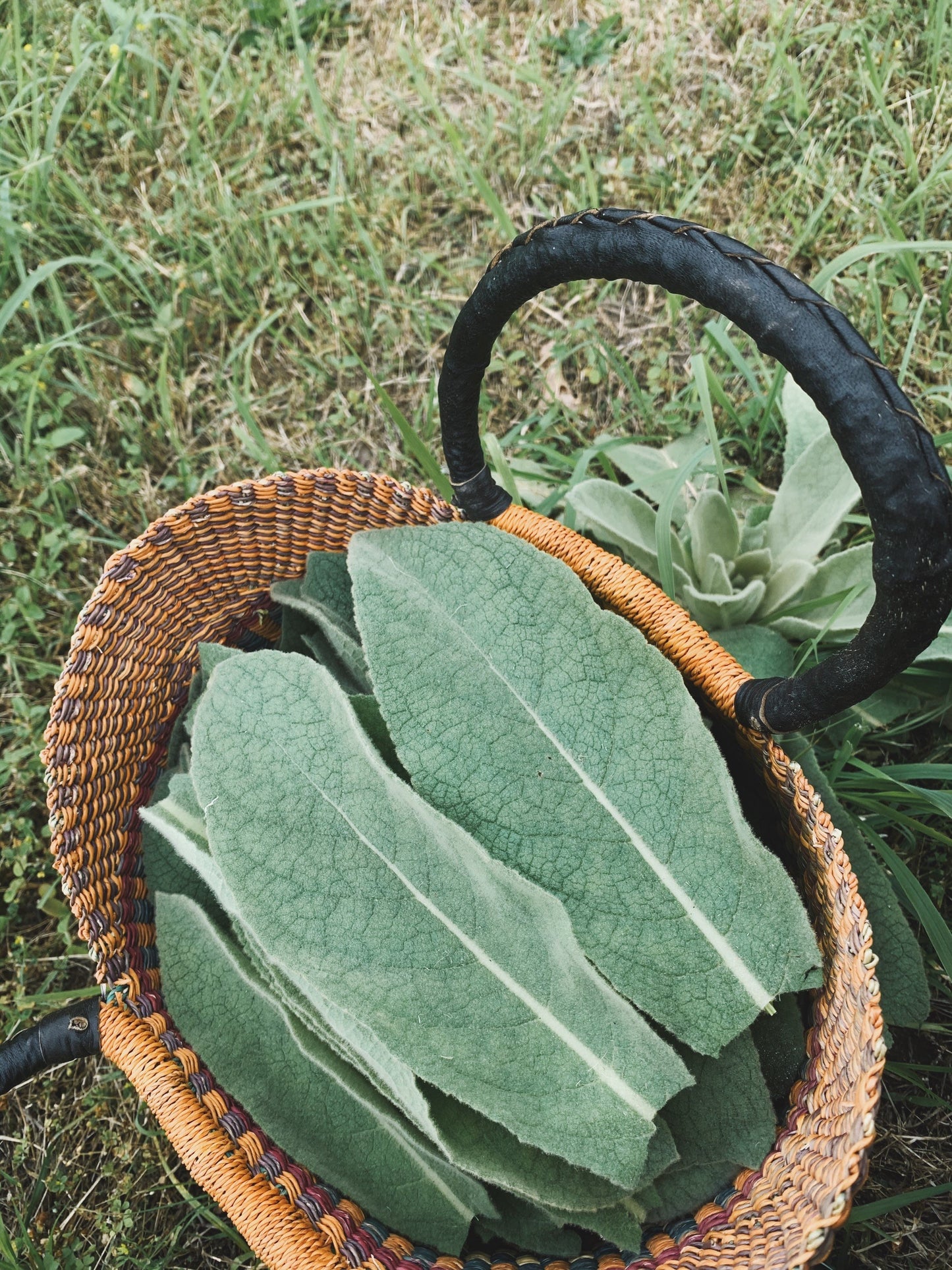Dried Mullein Leaves