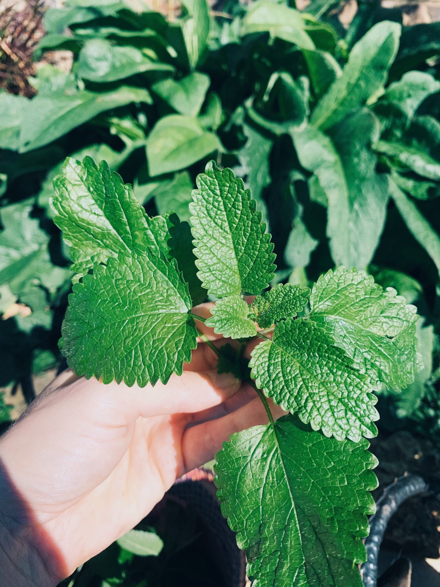 Lemon Balm Tincture