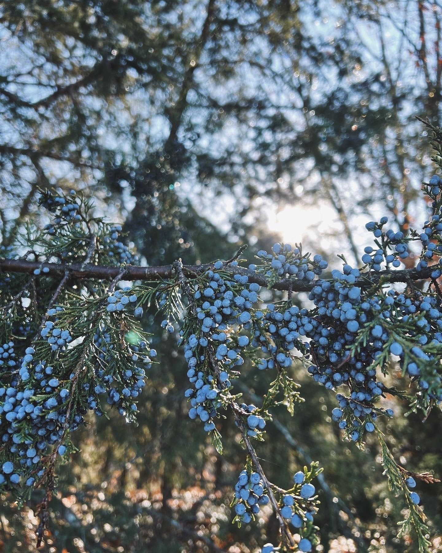 Juniper Berry Extract