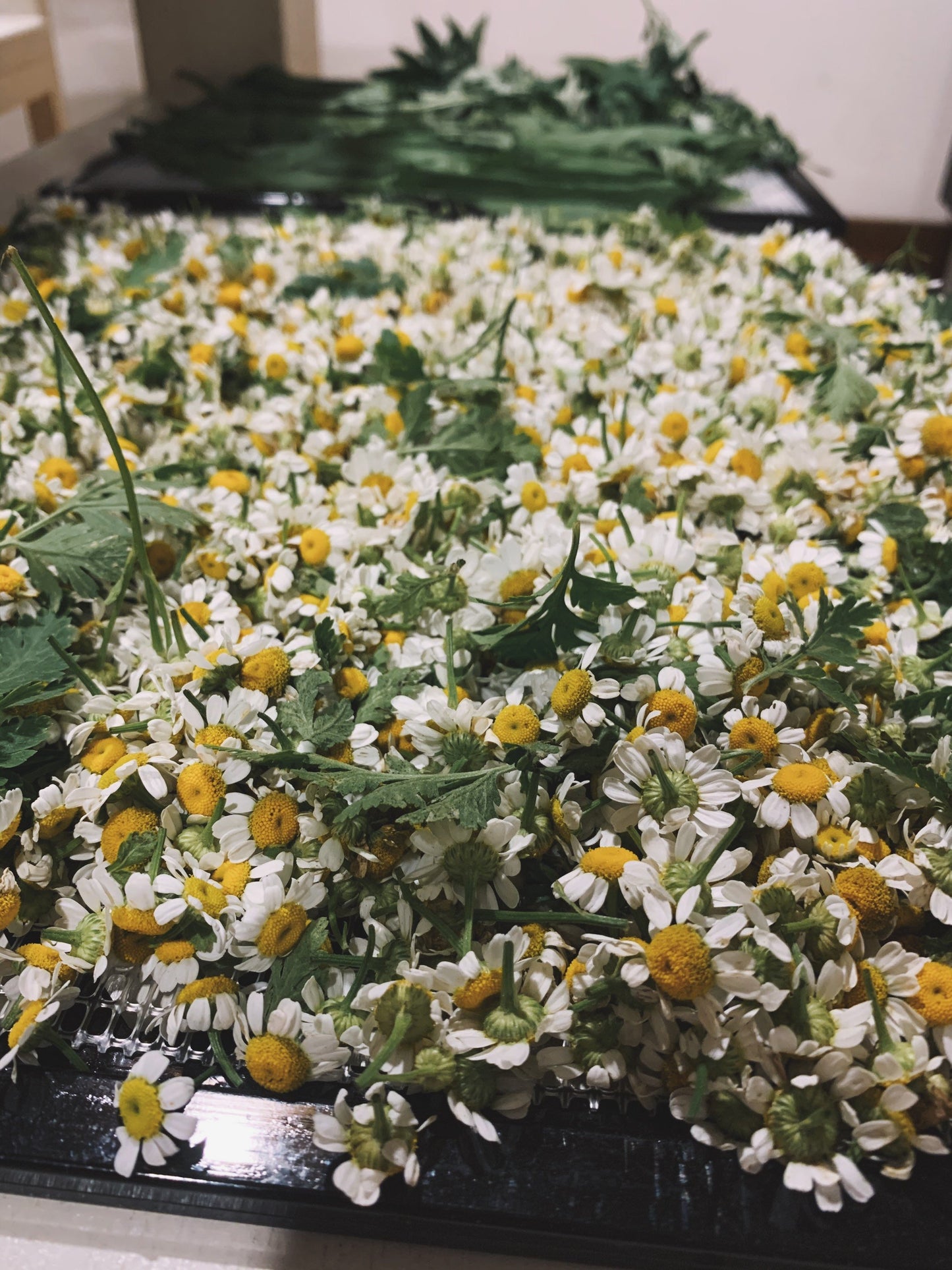 Dried Feverfew Flowers and Leaves