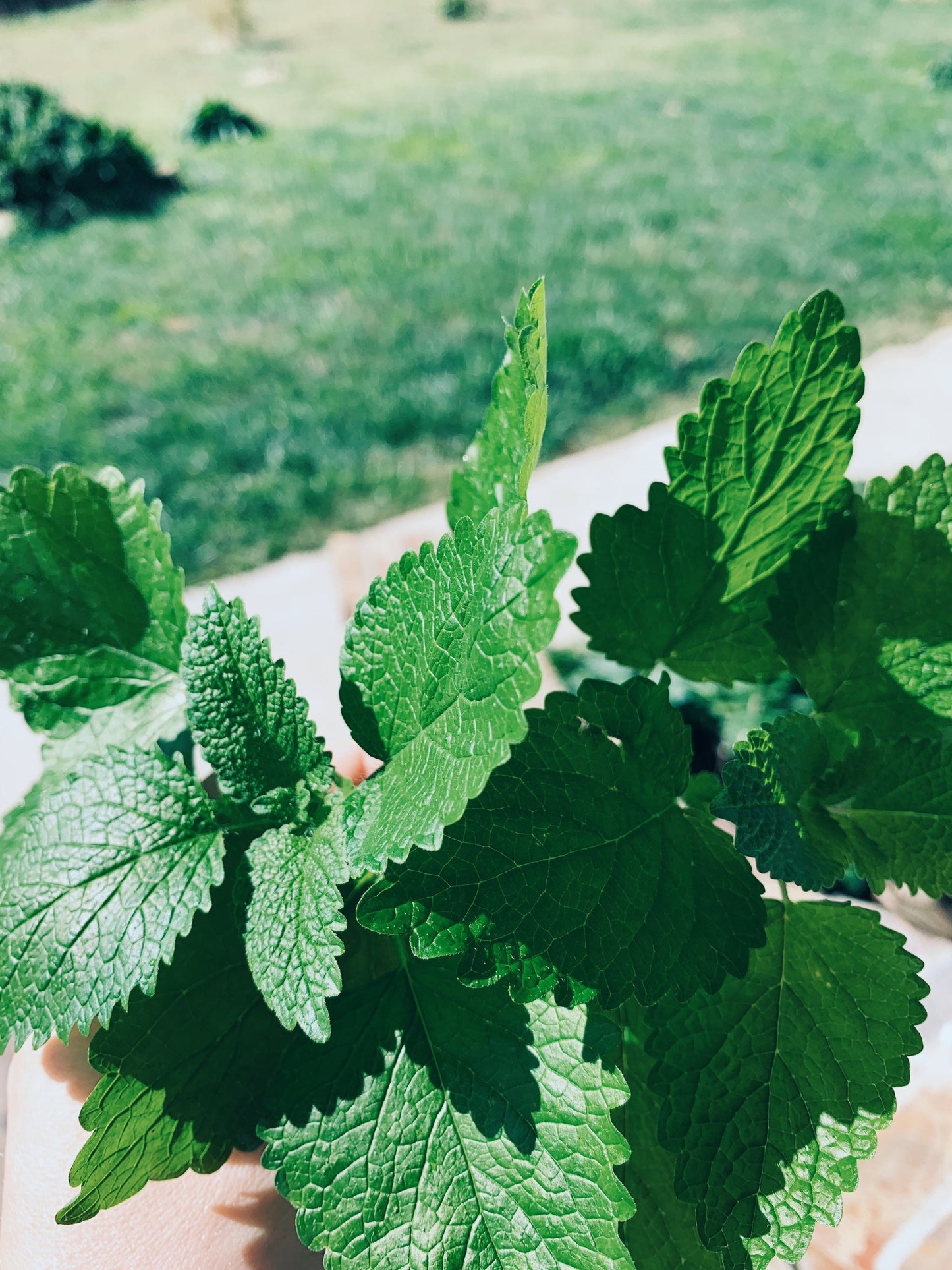 Lemon Balm Tincture