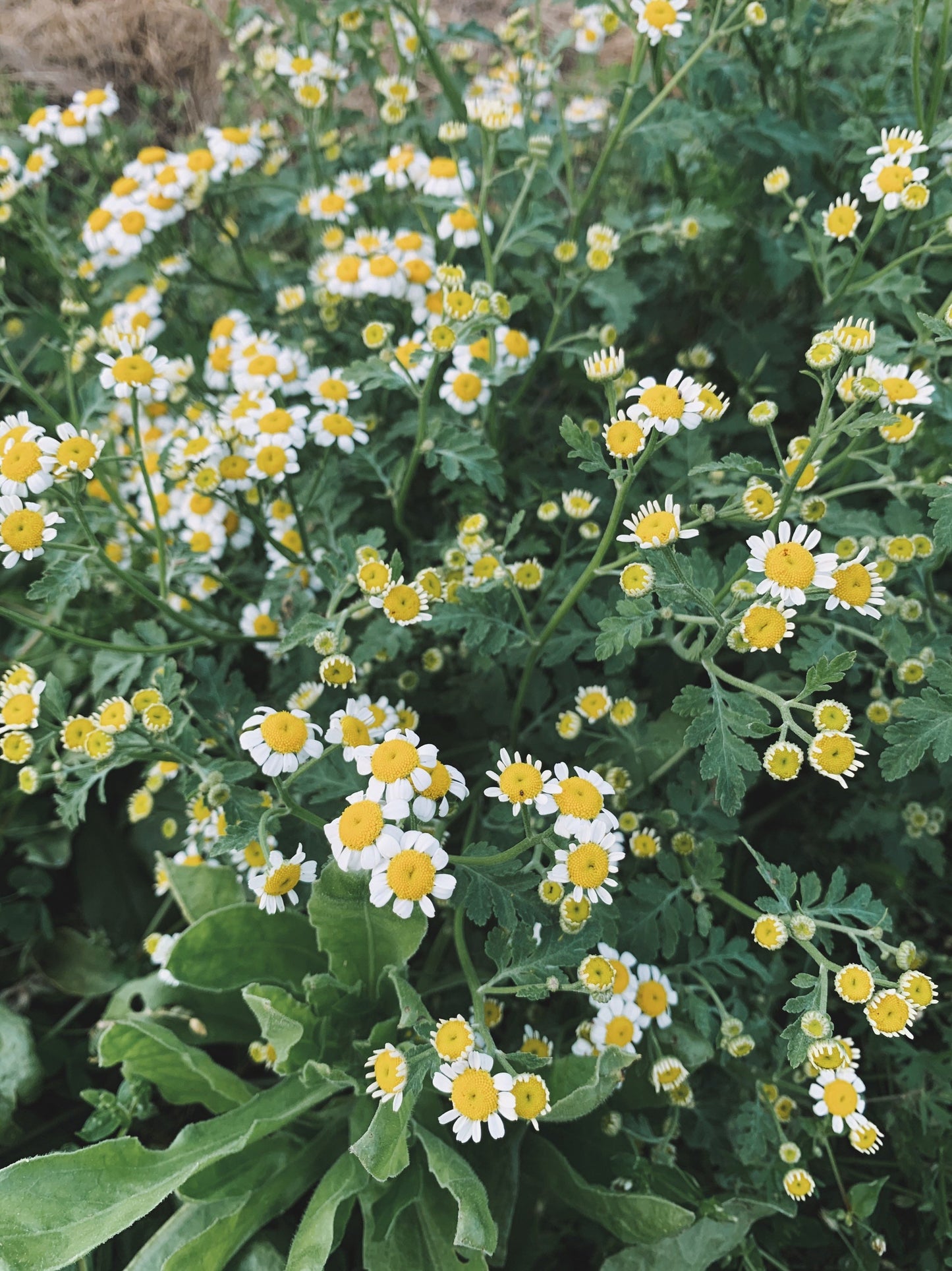 Dried Feverfew Flowers and Leaves