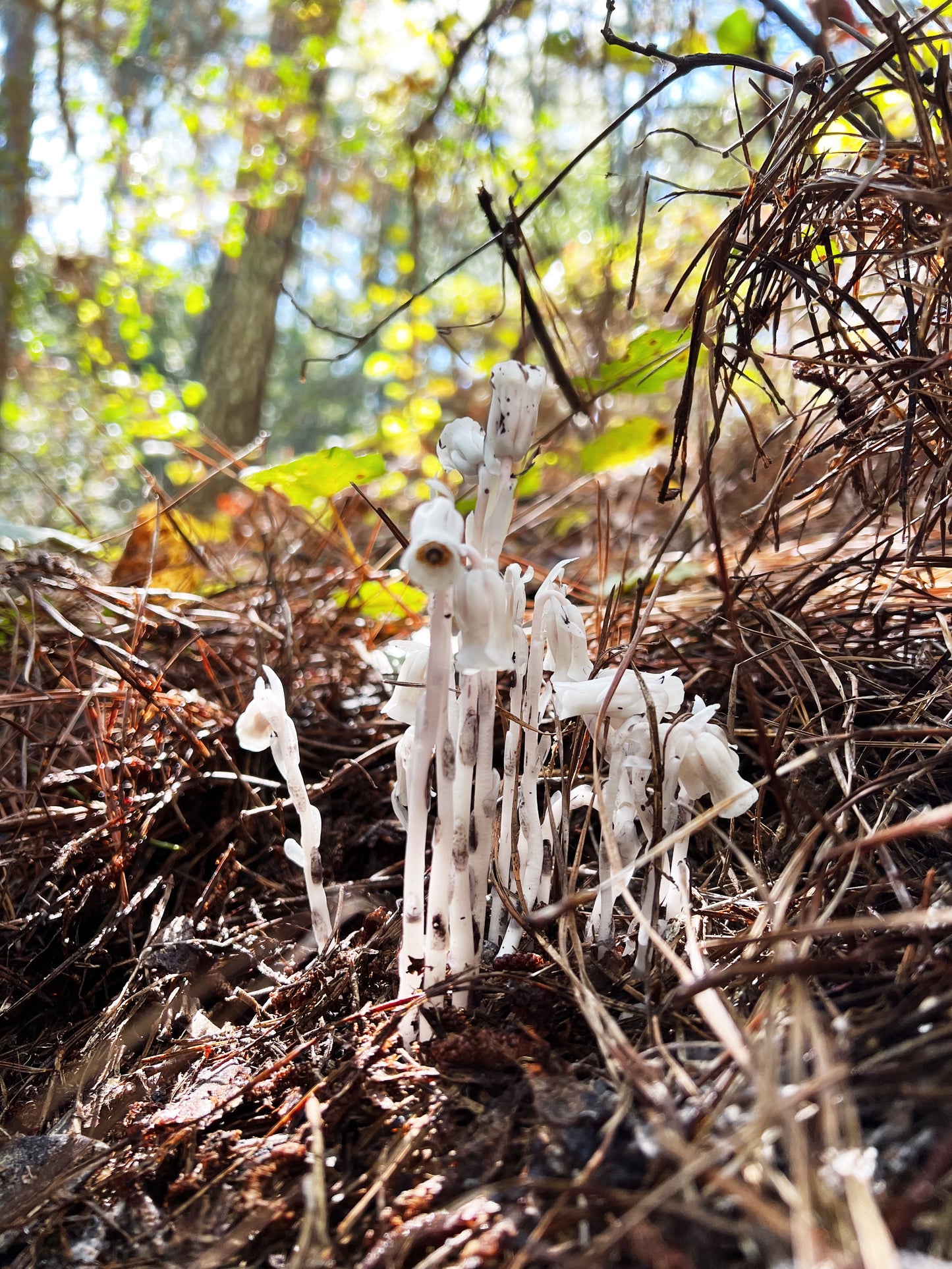 Ghost Pipe Tincture