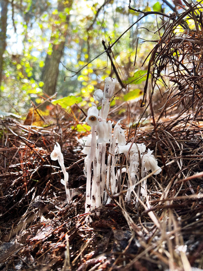 Ghost Pipe Tincture