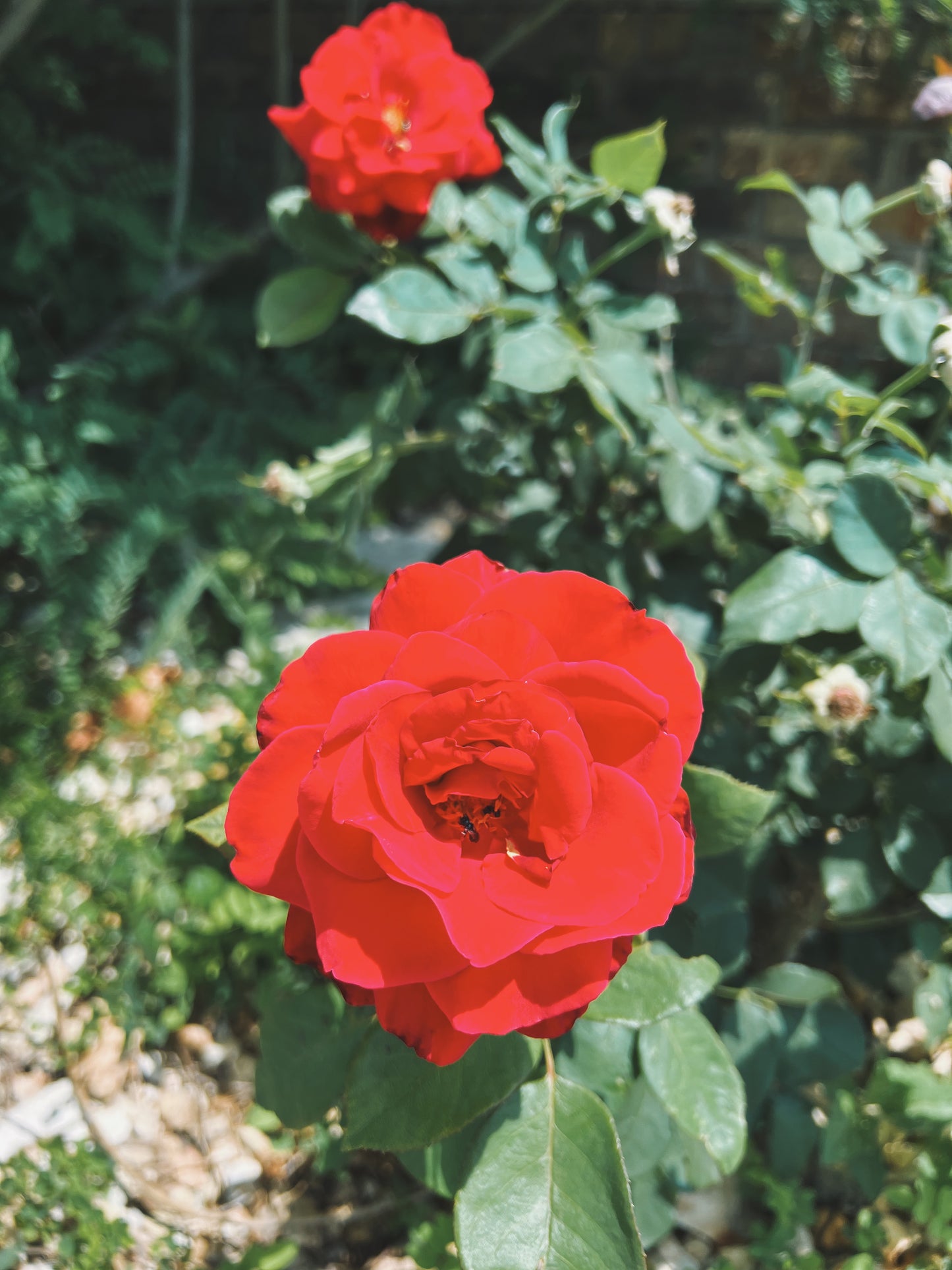 Rose Tincture