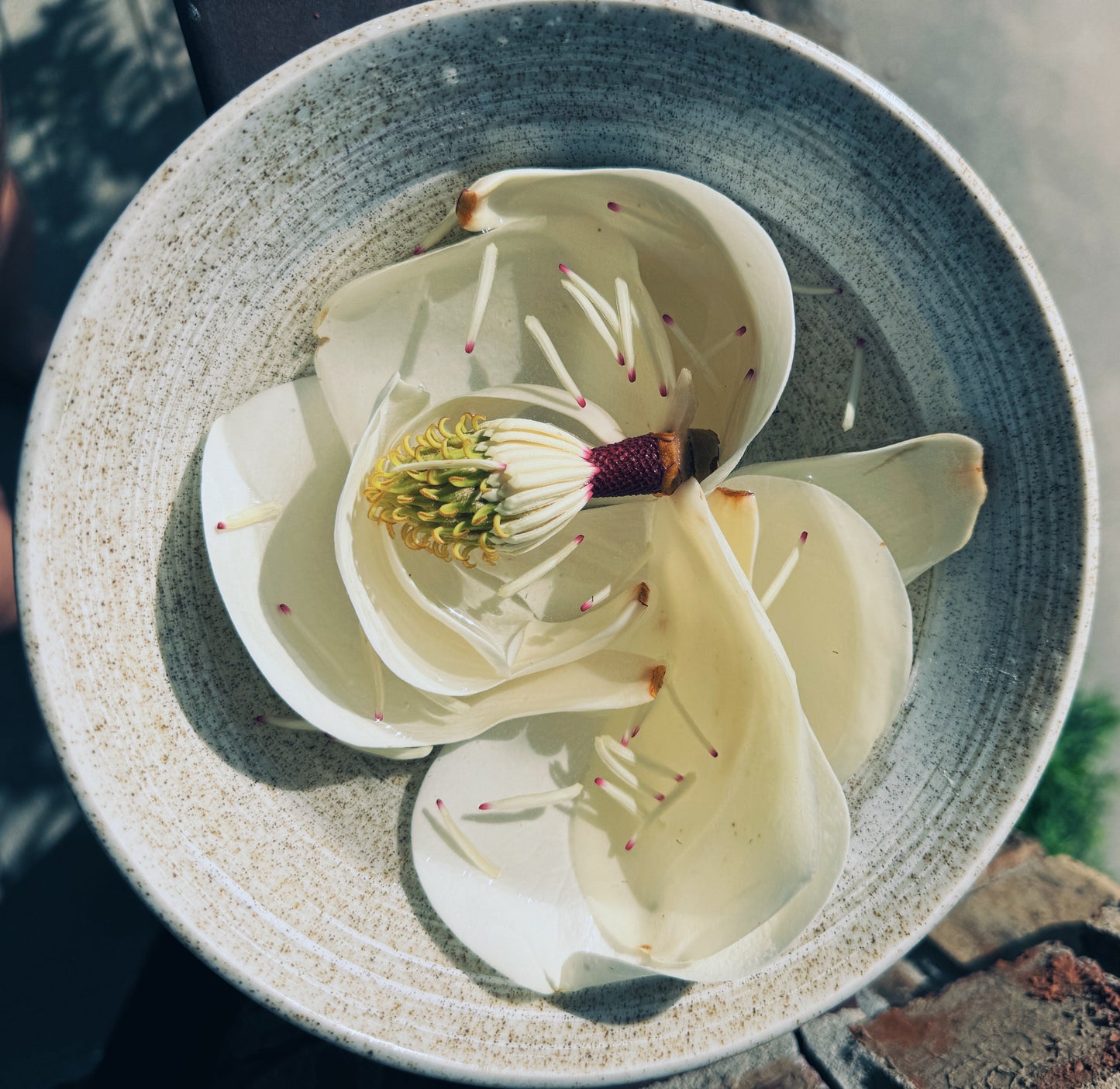 Magnolia Flower Essence