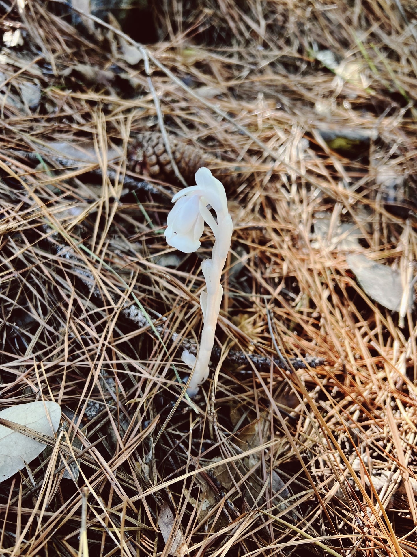 Ghost Pipe Tincture