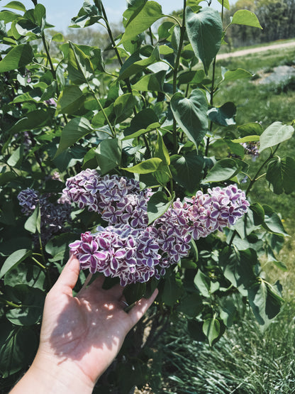 Lilac Flower Essence