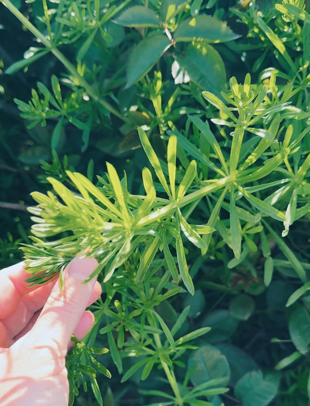 Lymph Lover Tincture