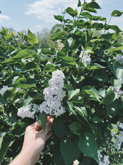 Lilac Flower Essence