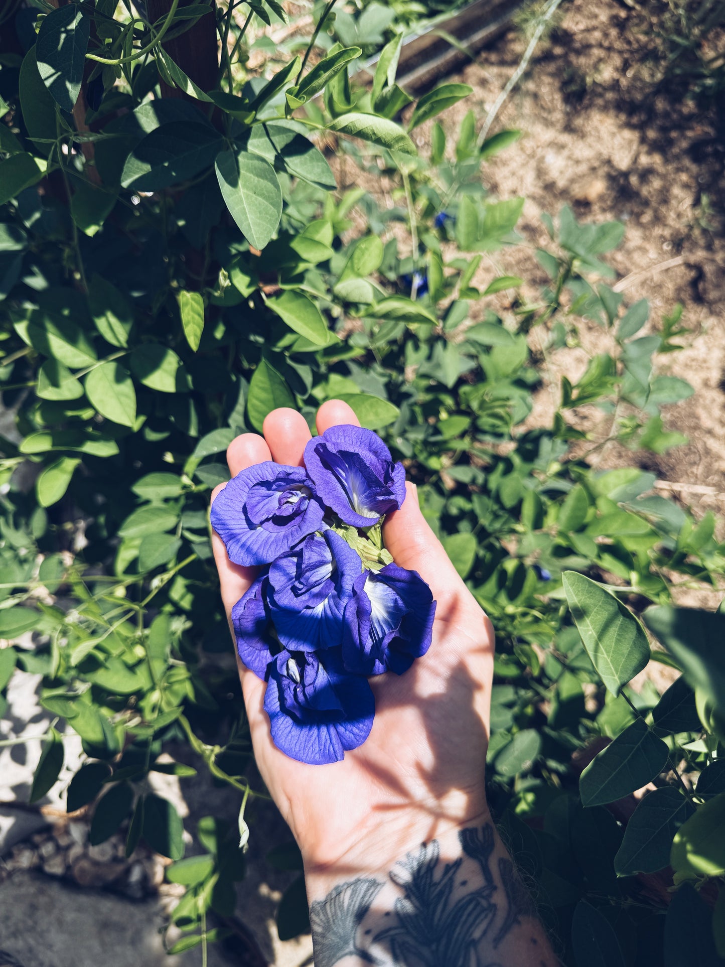 Blue Butterfly Pea Flower Elixir
